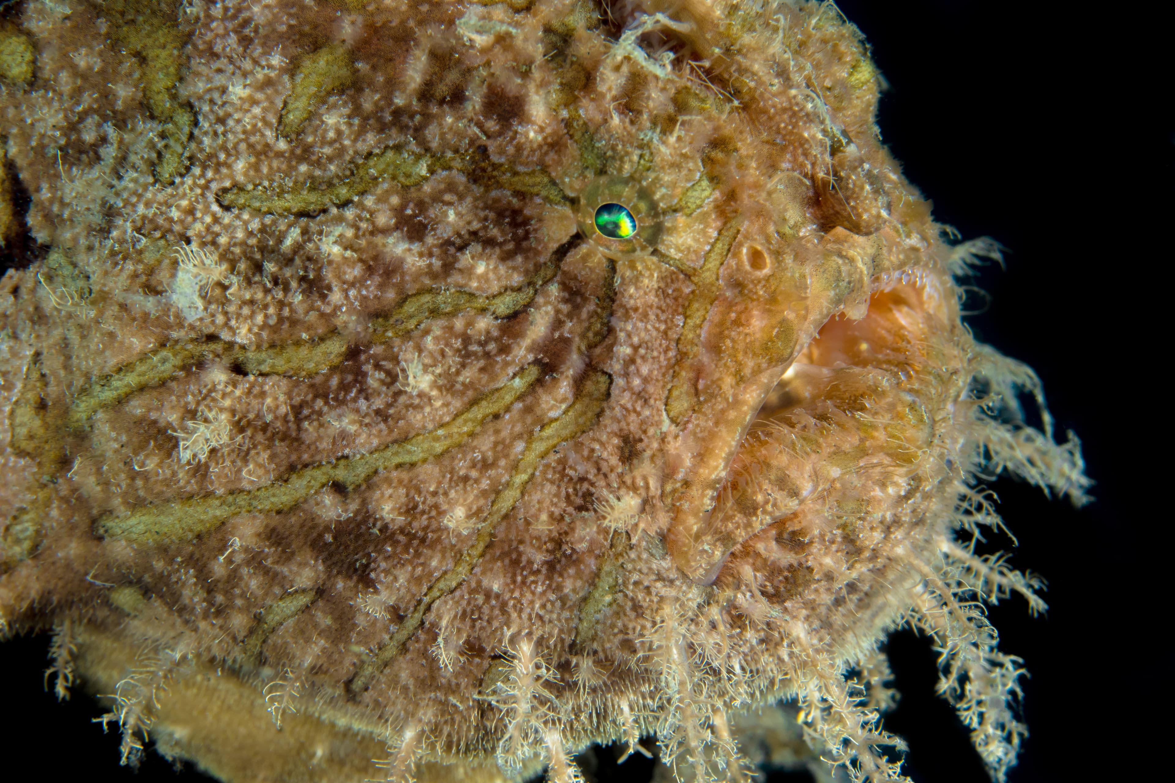 Shaggy Frogfish (Antennarius hispidus) close up