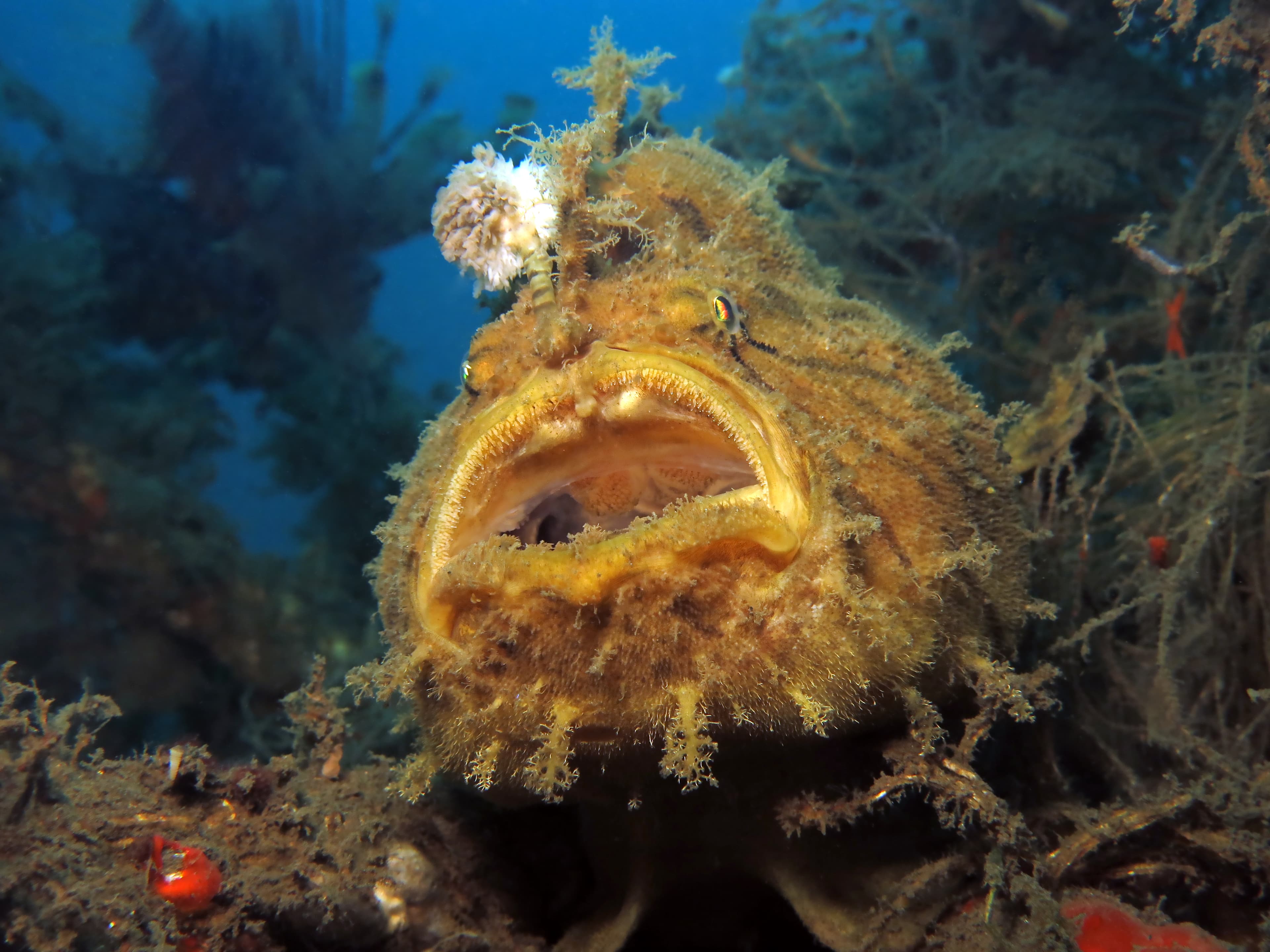 Shaggy Frogfish (Antennarius hispidus), Lembeh srait, Indonesia