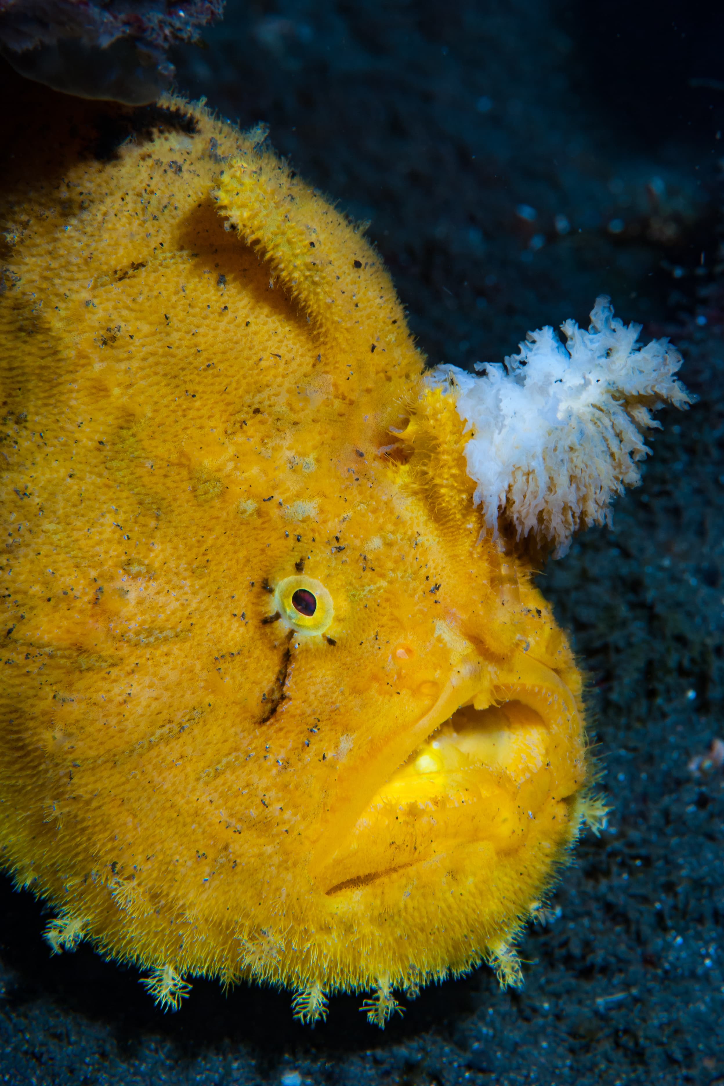 Shaggy Frogfish (Antennarius hispidus) close up