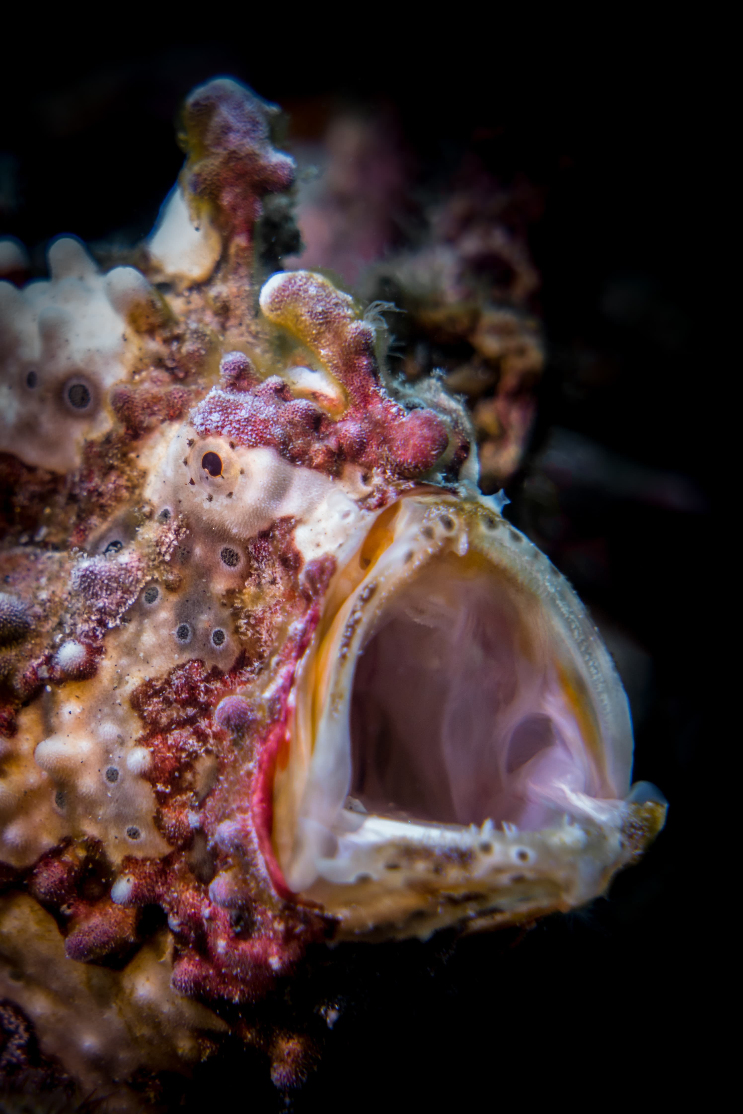 Warty Frogfish (Antennarius maculatus) yawning