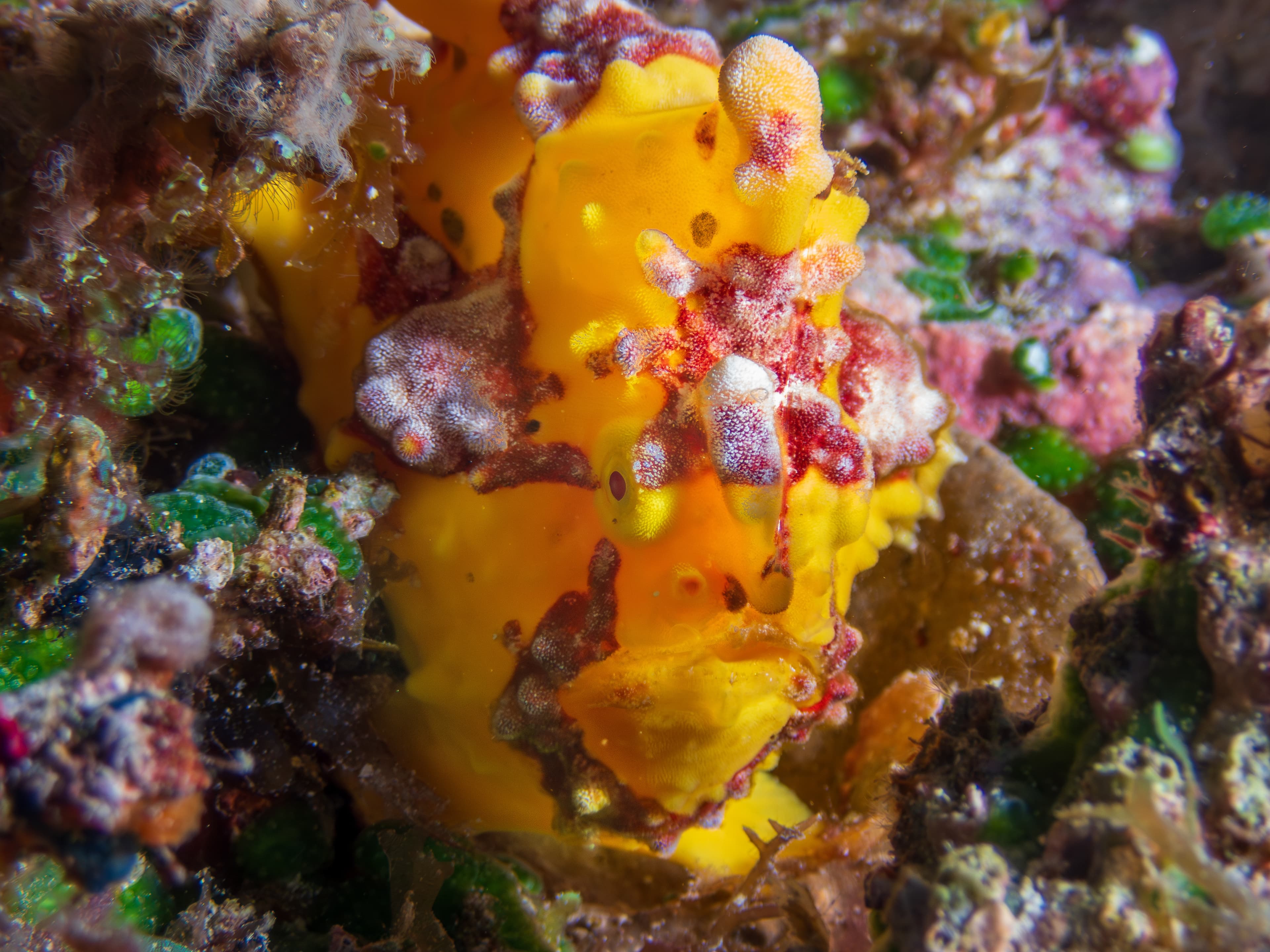 Yellow Warty Frogfish (Antennarius maculatus), Bohol Island, Philippines