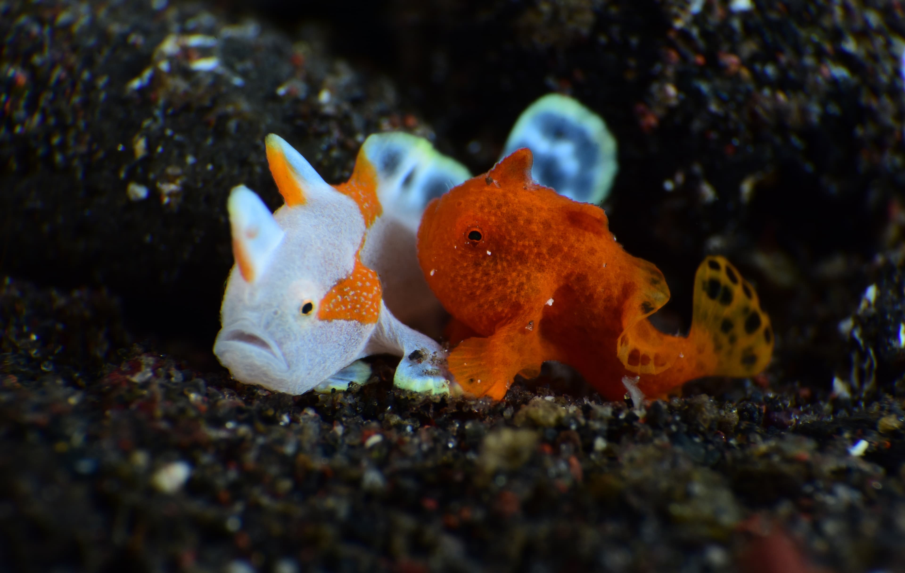 Juvenile Warty Frogfish (Antennarius maculatus) and Painted Frogﬁsh (Antennarius pictus), Tulamben, Bali, Indonesia