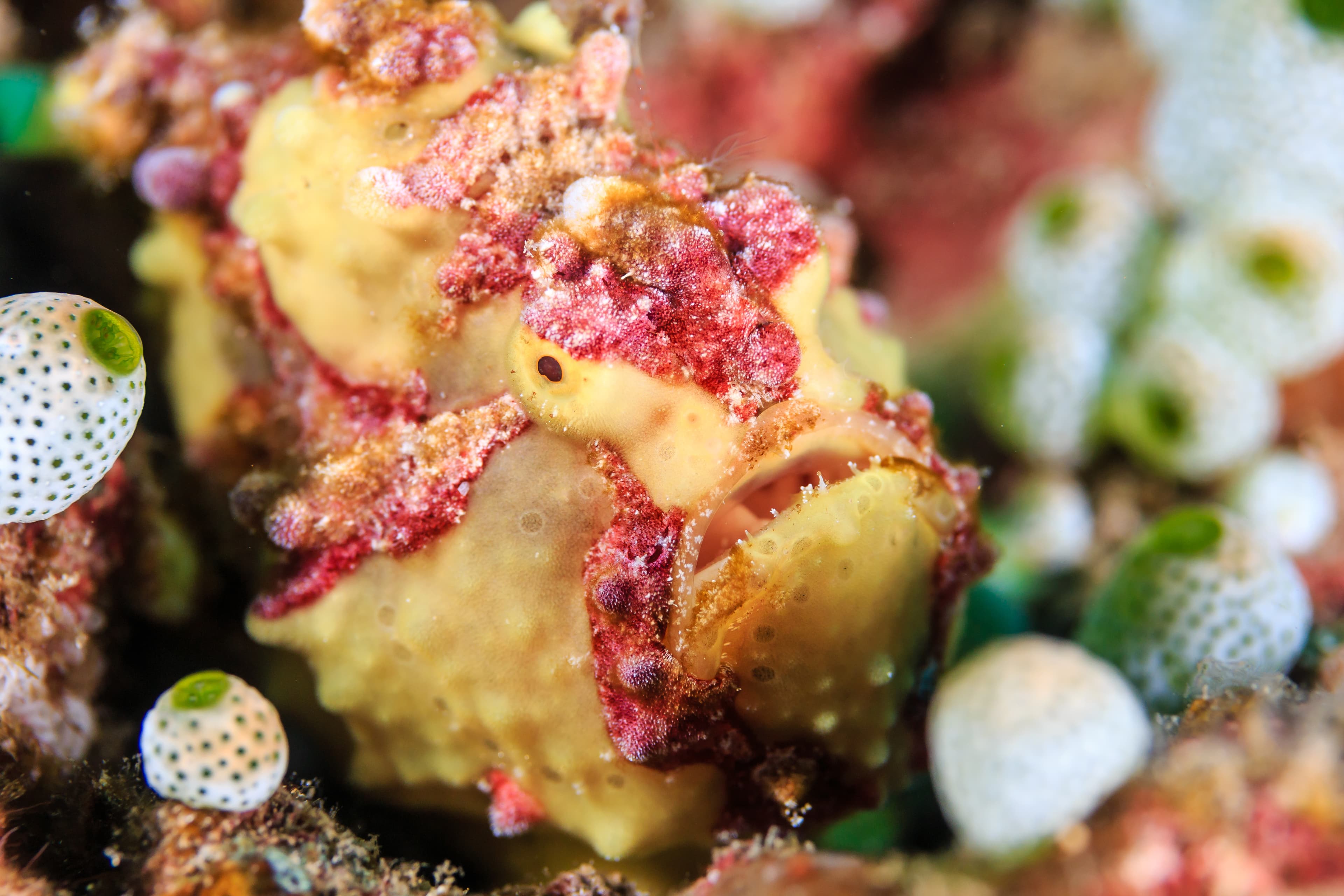 Warty Frogfish (Antennarius maculatus)