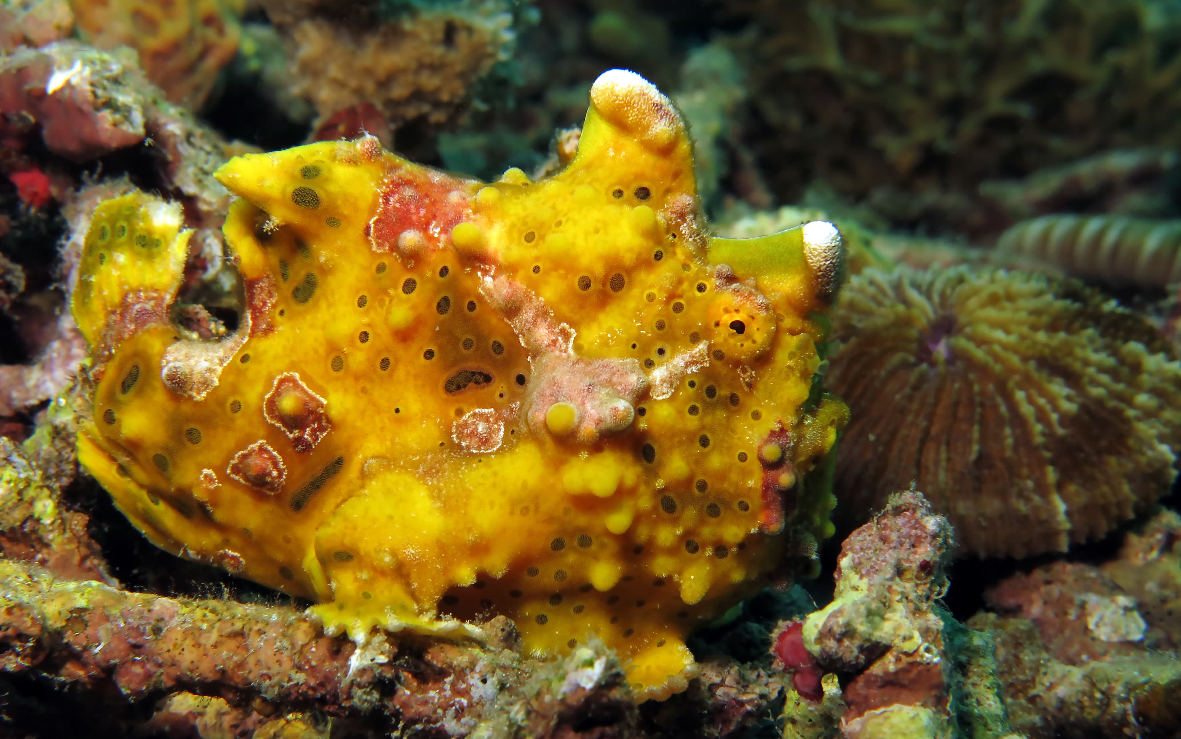 Warty Frogfish (Antennarius maculatus), Bali, Tulamben, Indonesia