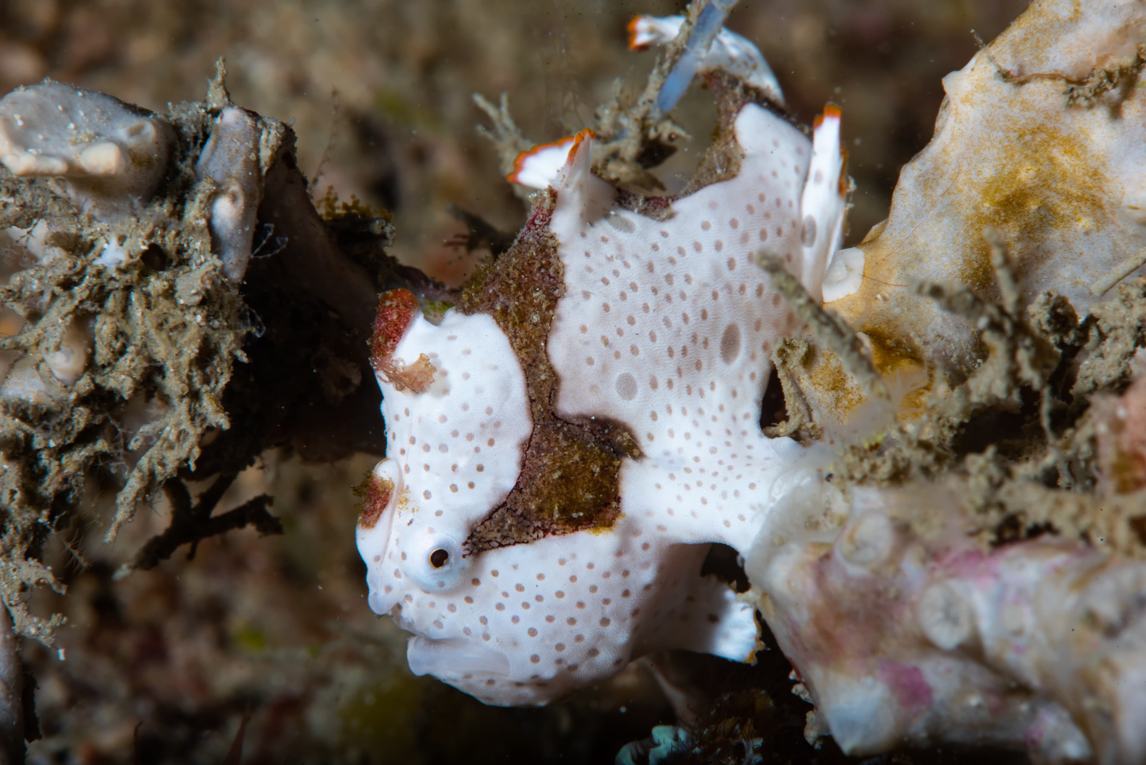 Warty Frogfish (Antennarius maculatus)