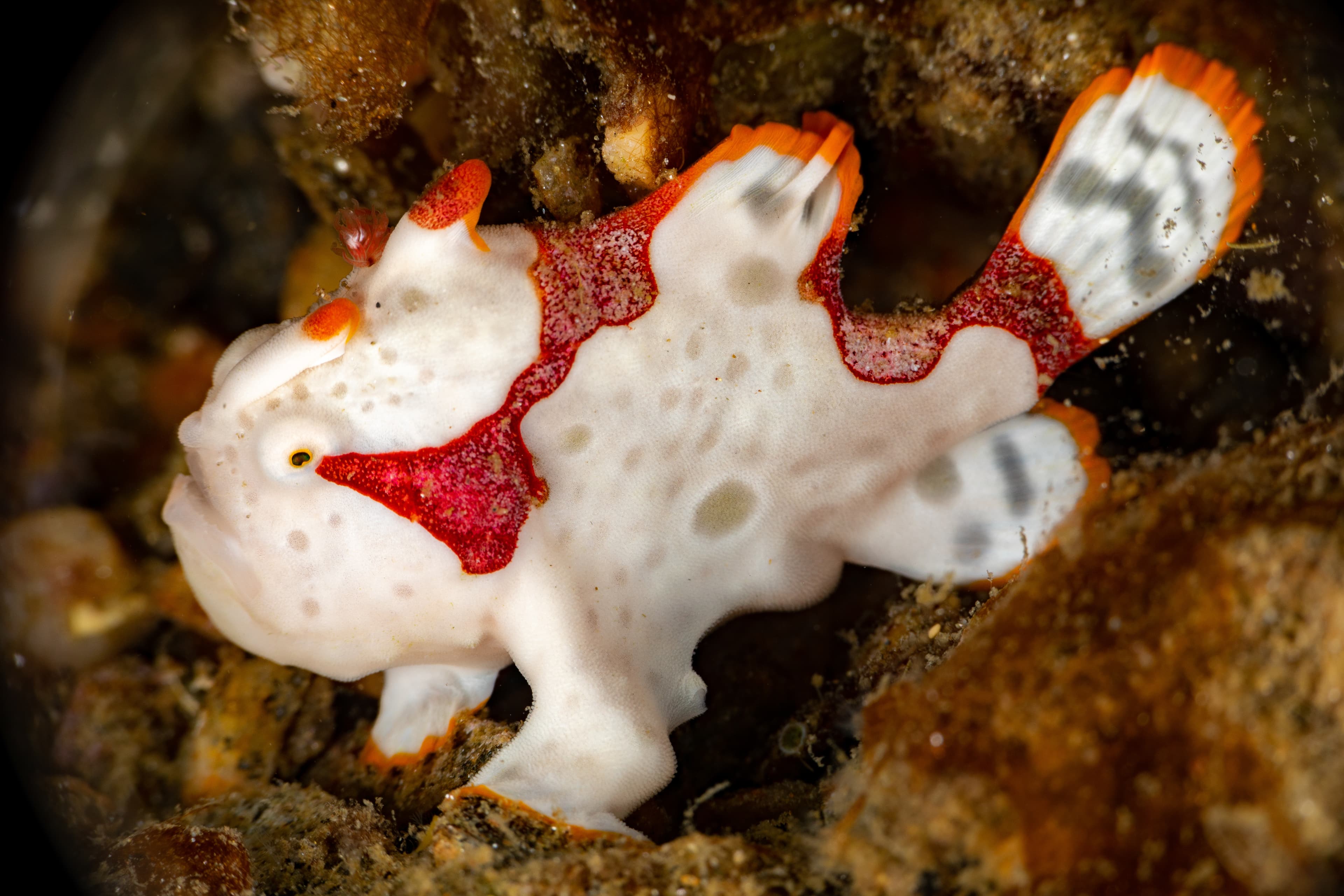 Warty Frogfish or Clown Frogfish (Antennarius maculatus)