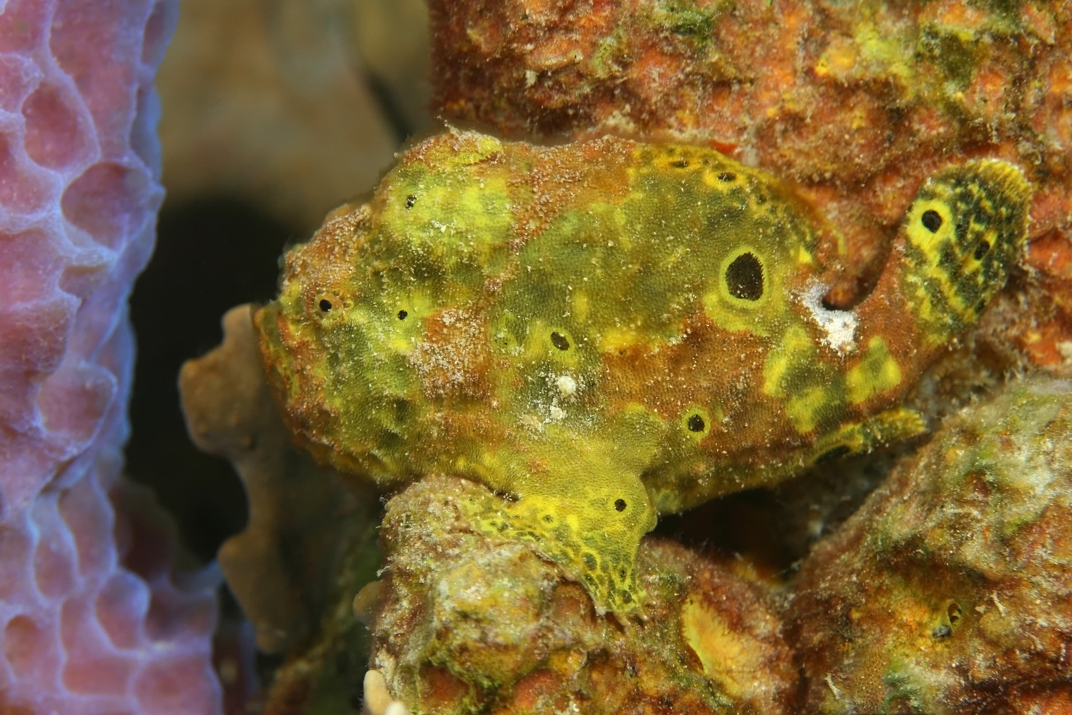 Longlure Frogfish (Antennarius multiocellatus) hiding on a sponge, Bonaire