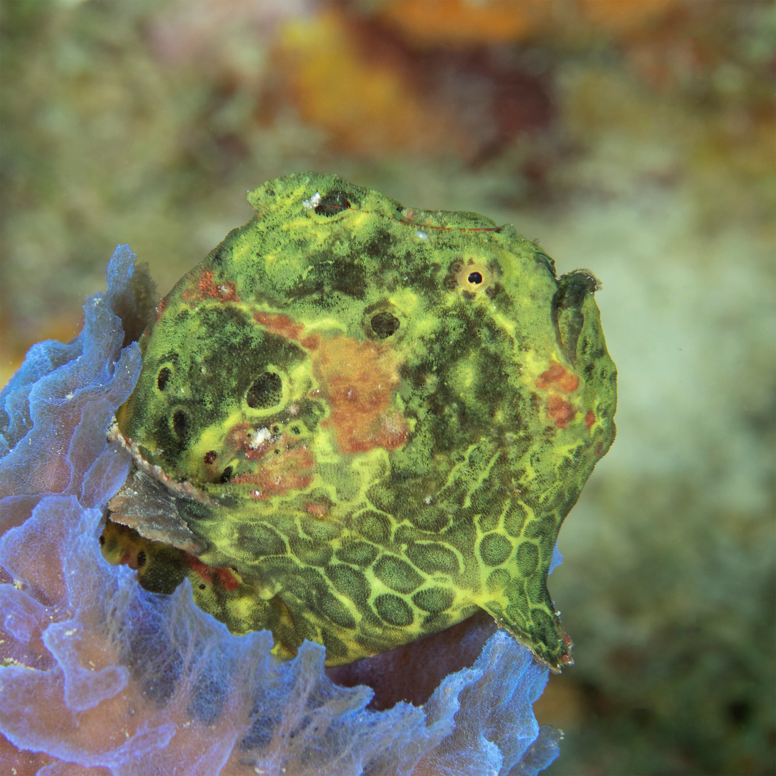 Green Longlure Frogfish (Antennarius multiocellatus) sitting in an Azure Vase Sponge, Bonaire