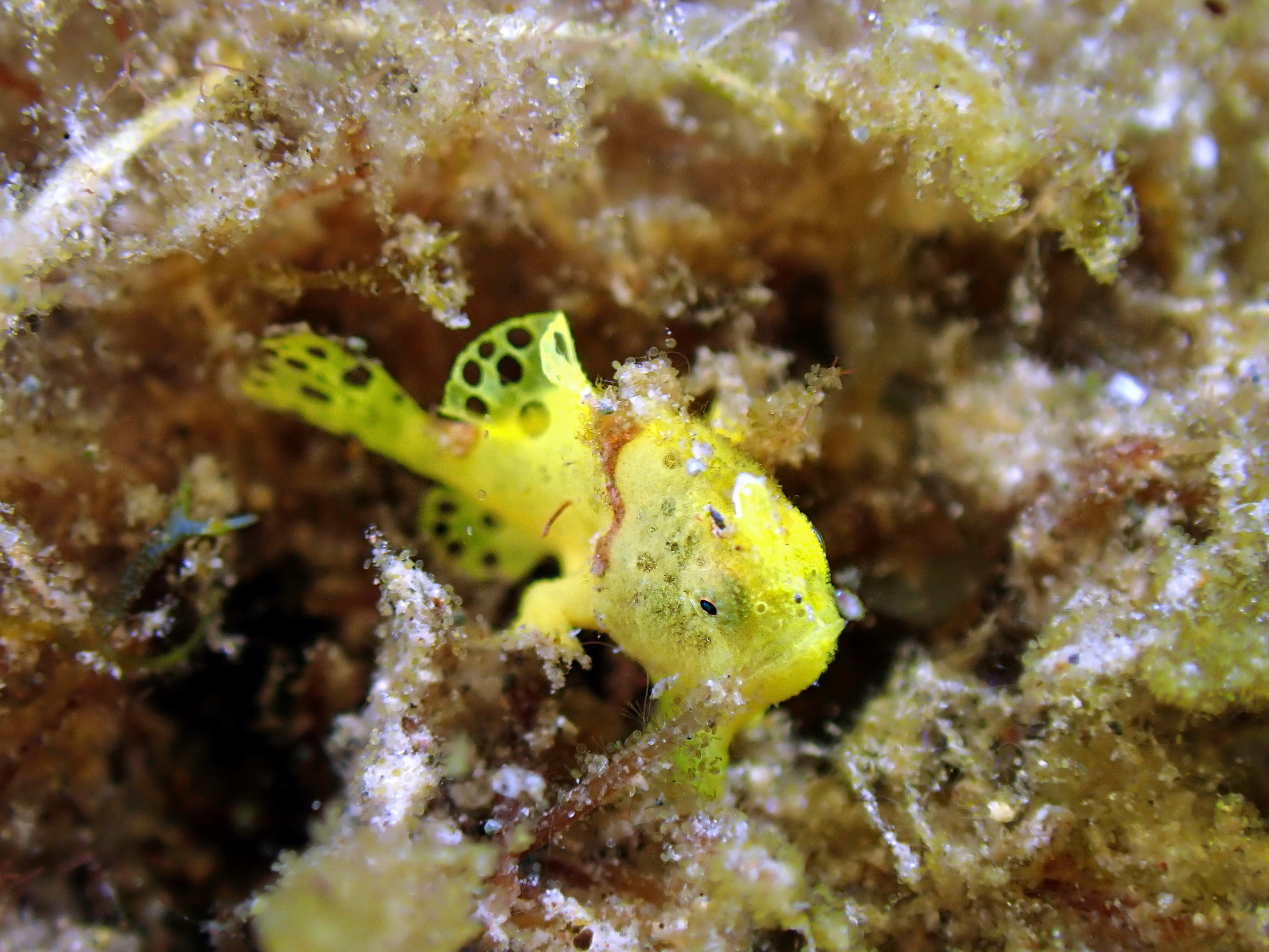 Baby Longlure Frogfish (Antennarius multiocellatus)