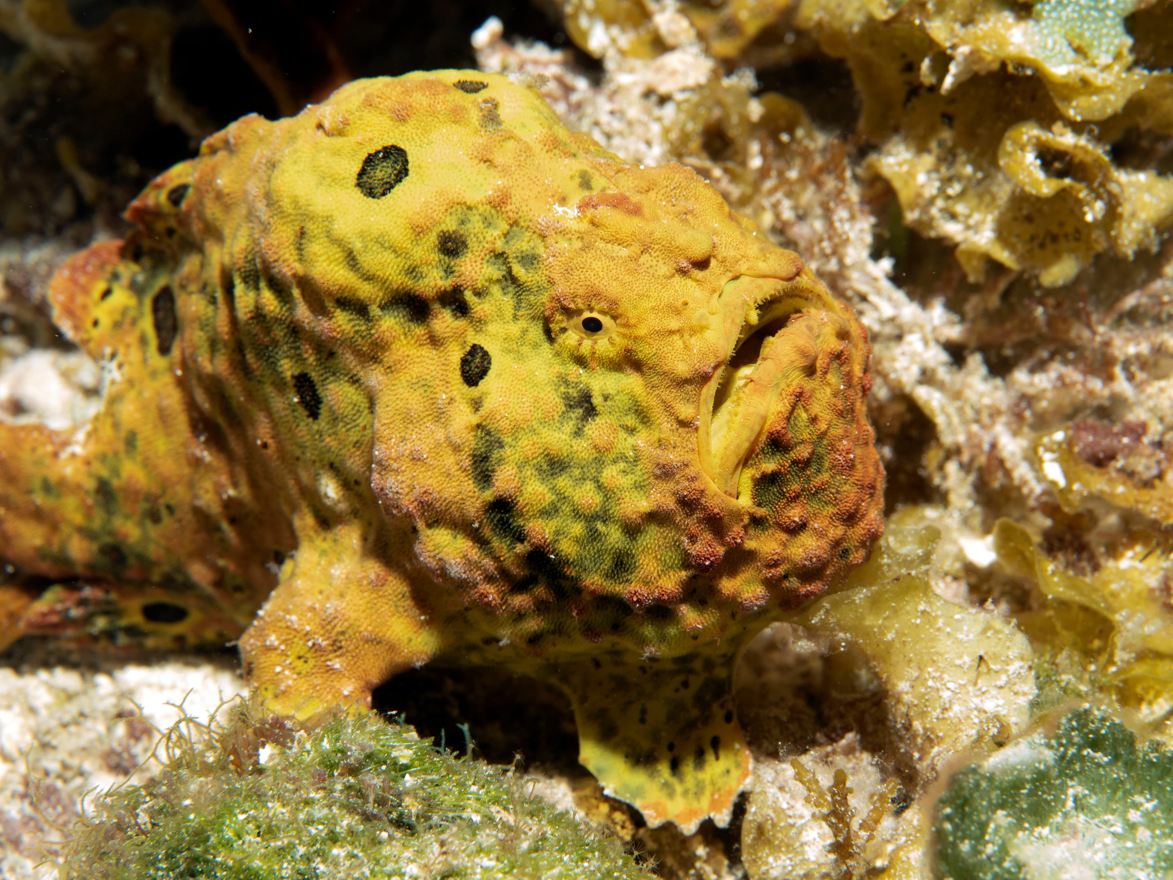 Longlure Frogfish (Antennarius multiocellatus)