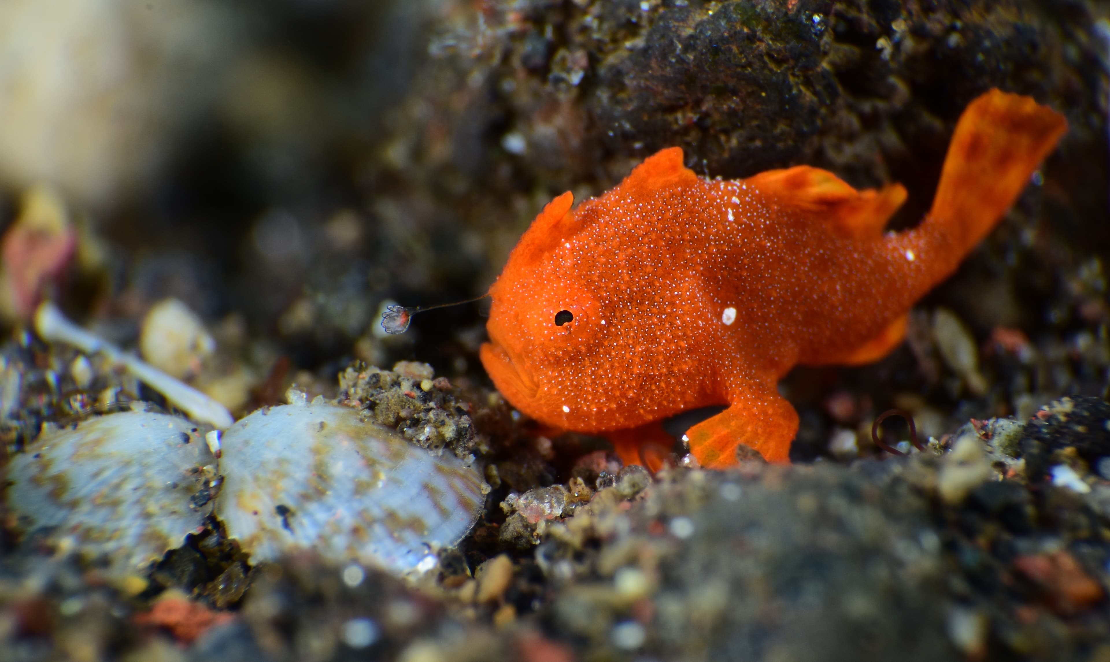 Painted Frogfish (Antennarius pictus) macro, Tulamben, Bali, Indonesia