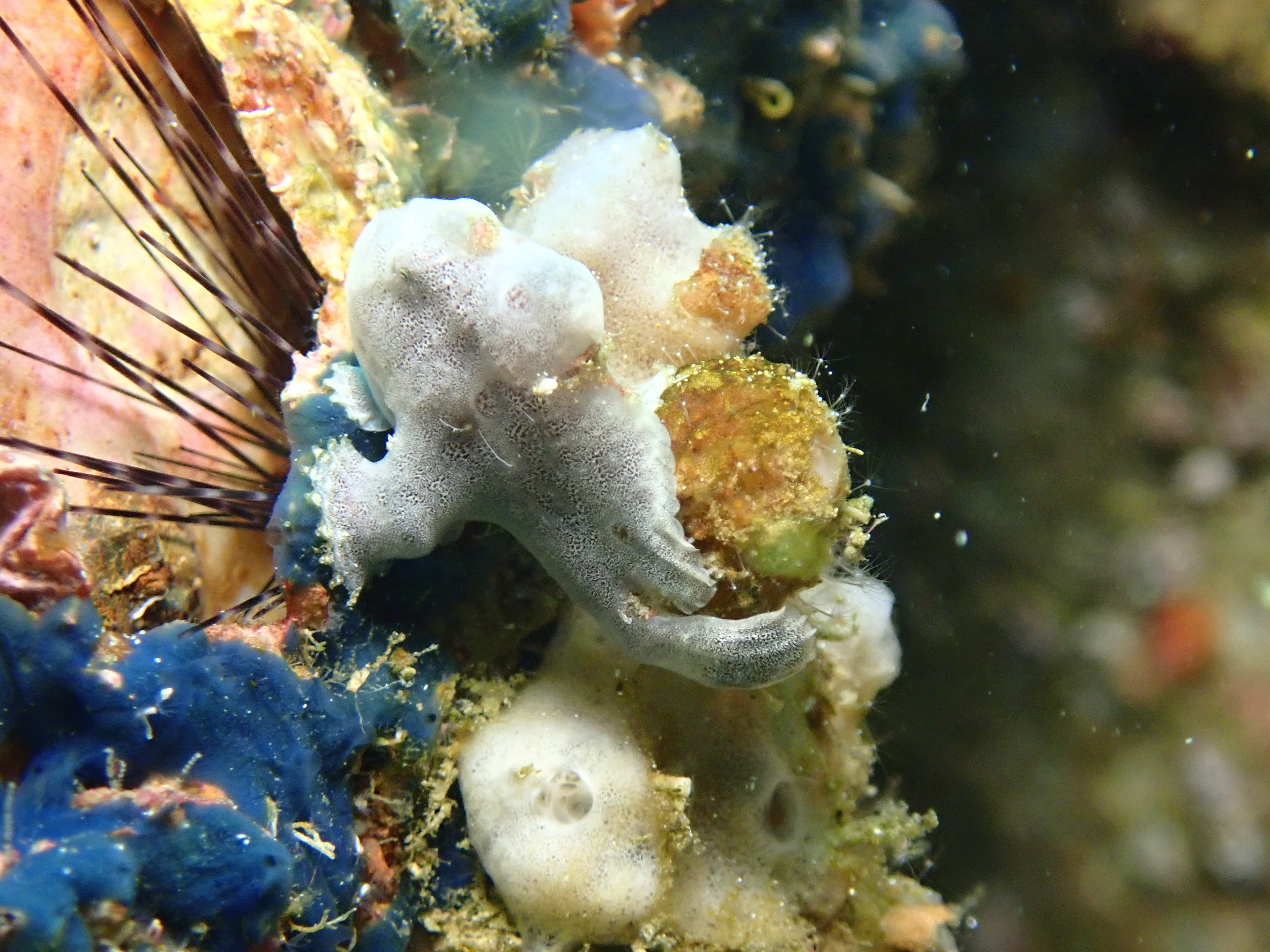 Gray Painted Frogfish (Antennarius pictus) clinging to a rocky area