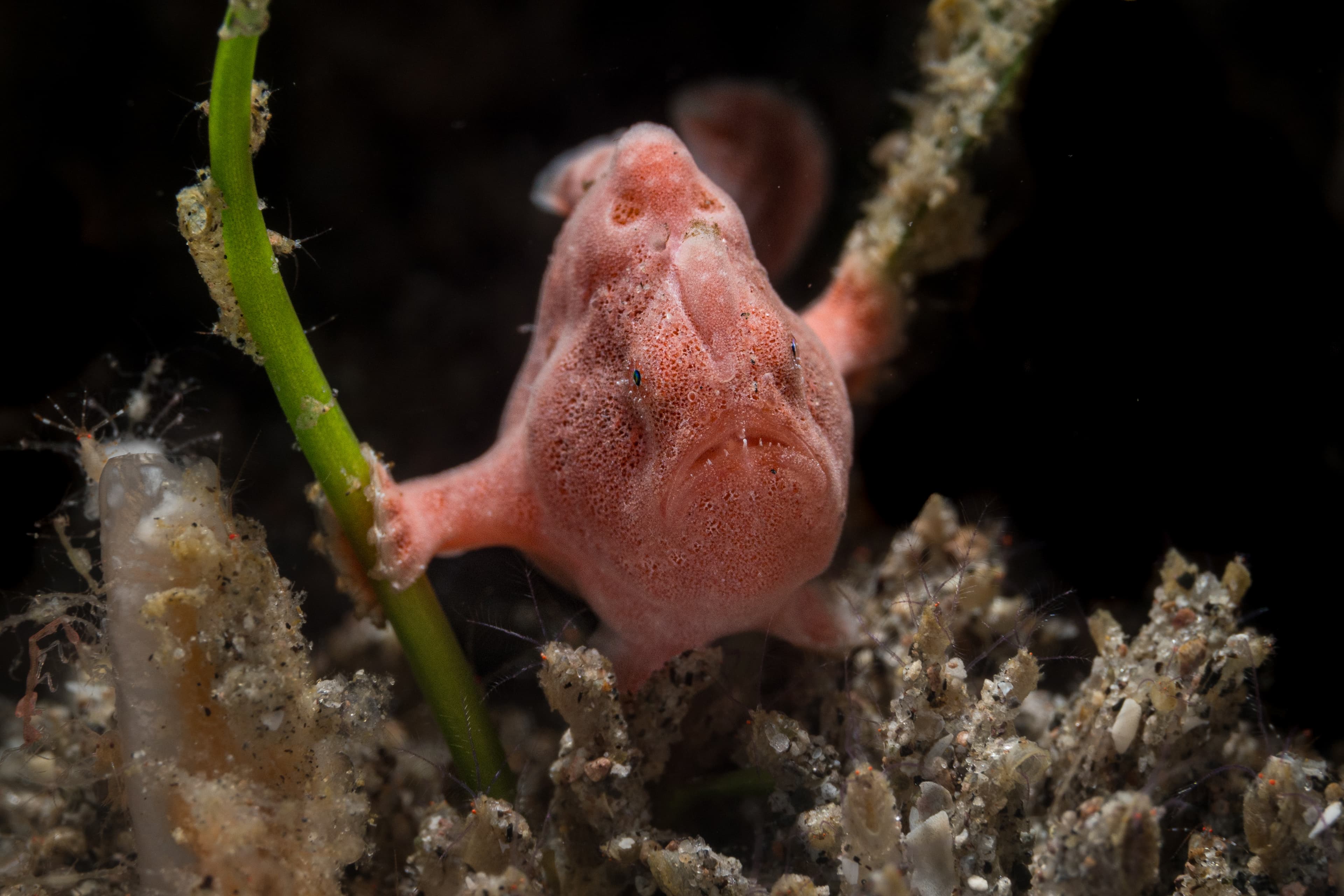 Pink Painted Frogfish (Antennarius pictus)