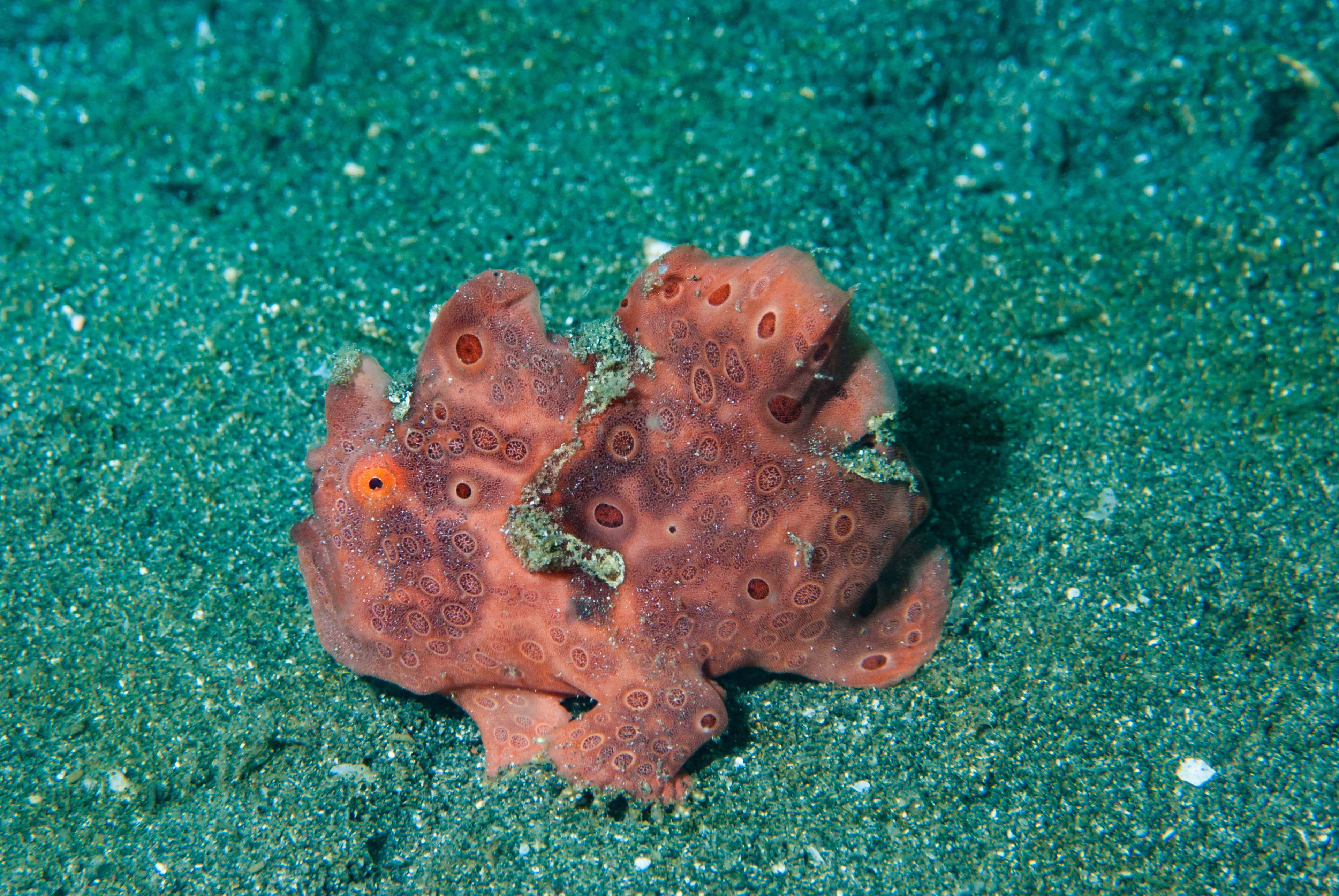 Painted Frogfish (Antennarius pictus)