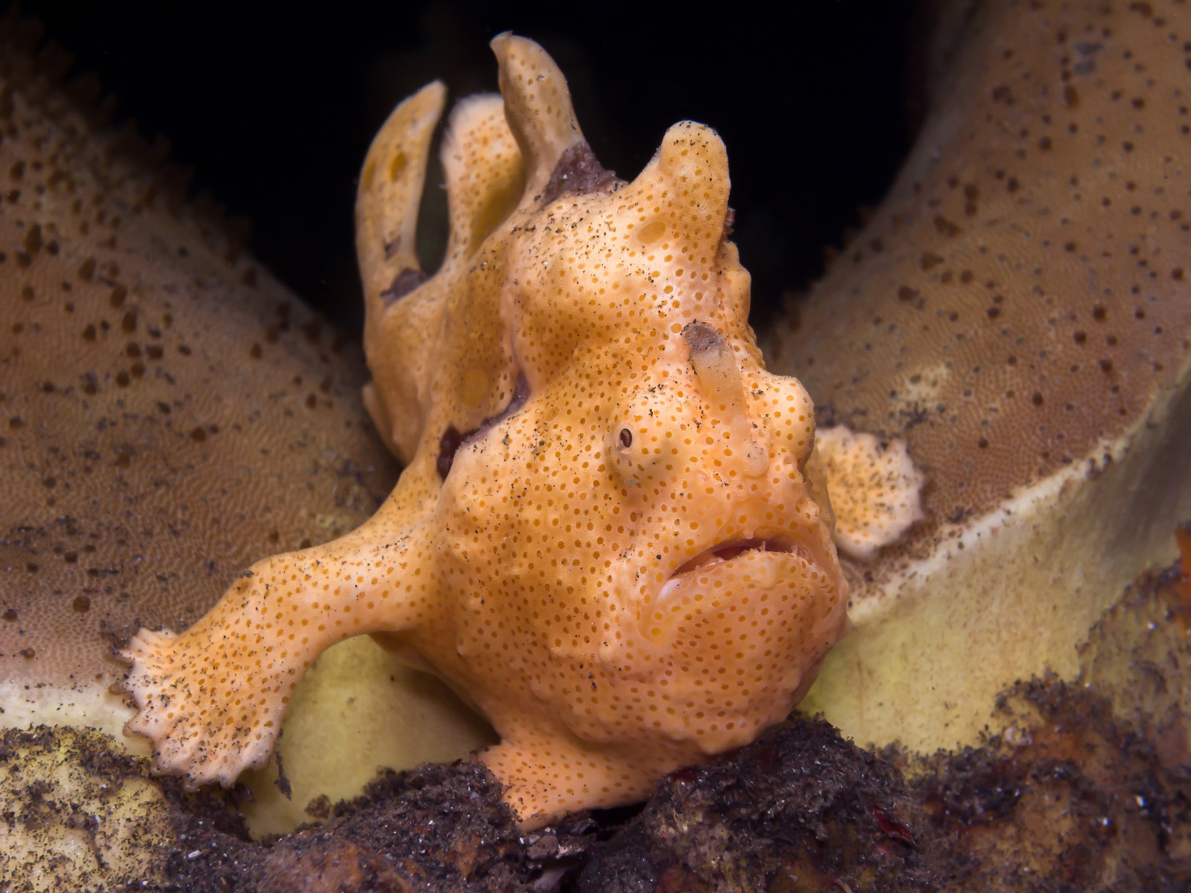 Painted Frogfish (Antennarius pictus)