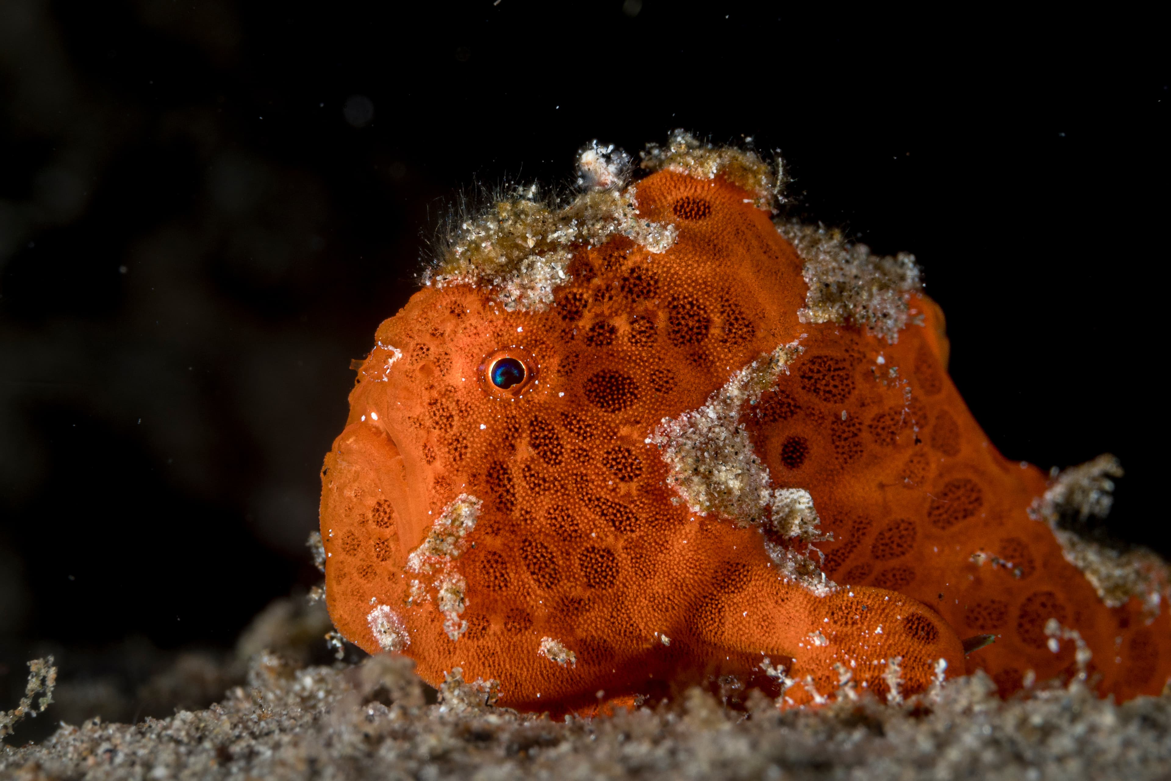 Orange Painted Frogfish (Antennarius pictus)