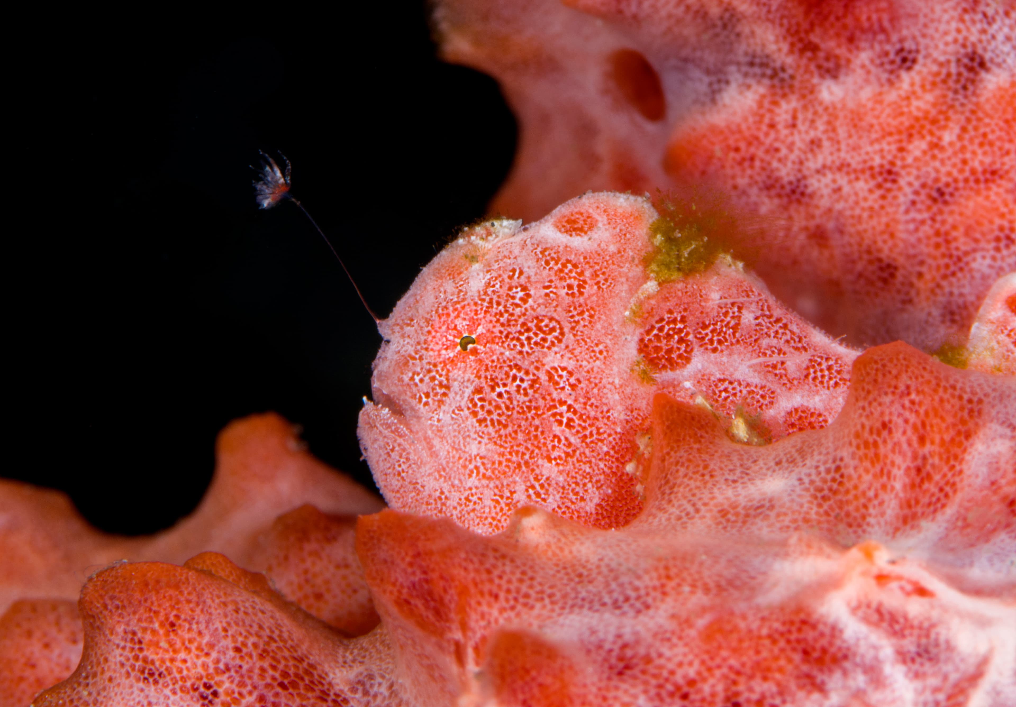 Juvenile (10 mm) Painted Frogfish (Antennarius pictus), Tulamben, Bali, Indonesia