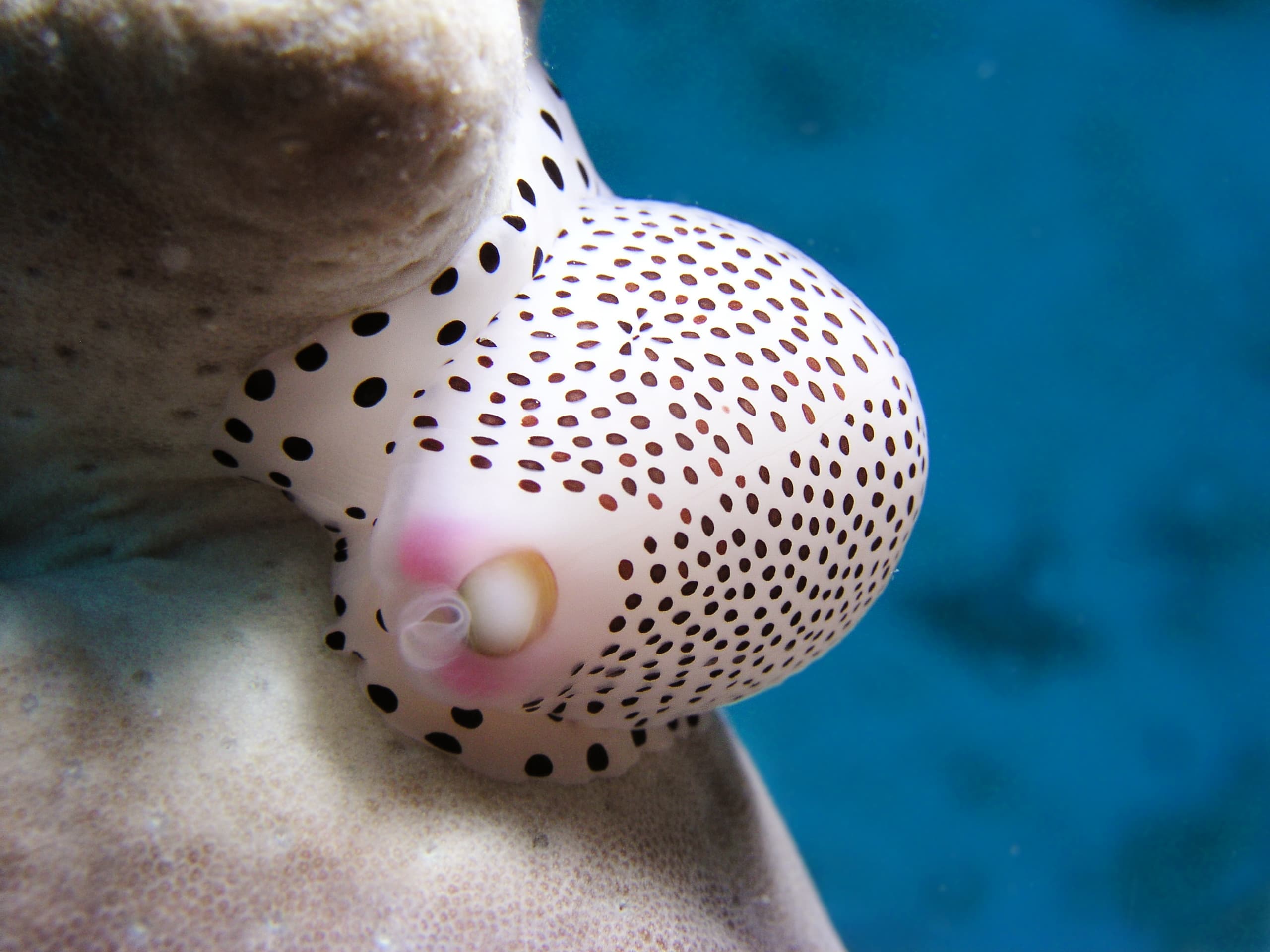 Warty Egg Cowrie (Calpurnus verrucosus)