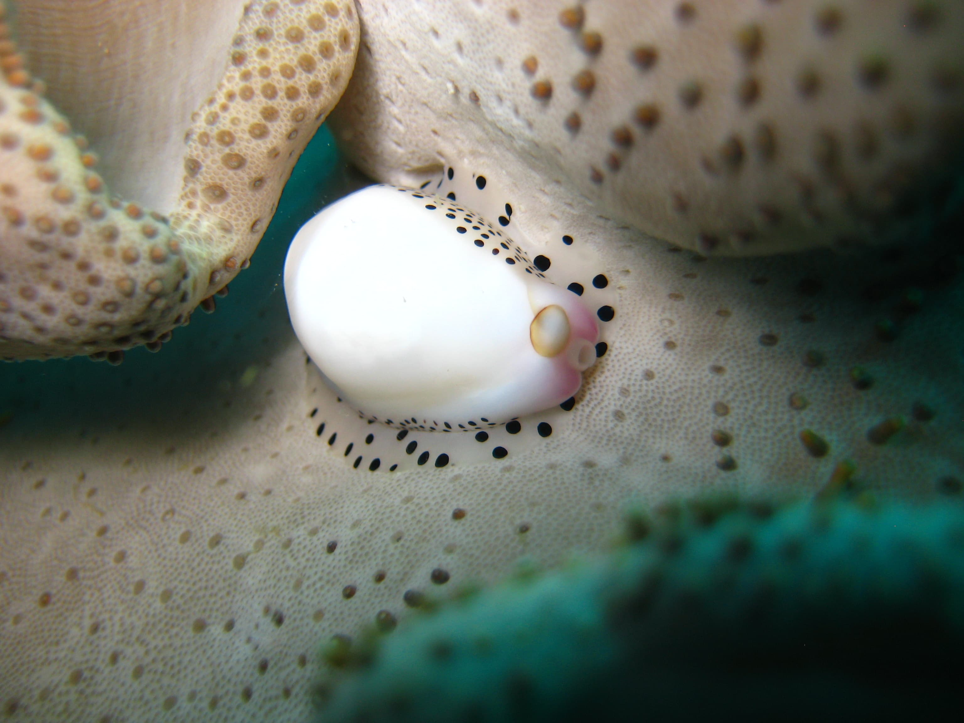 Warty Egg Cowrie (Calpurnus verrucosus)