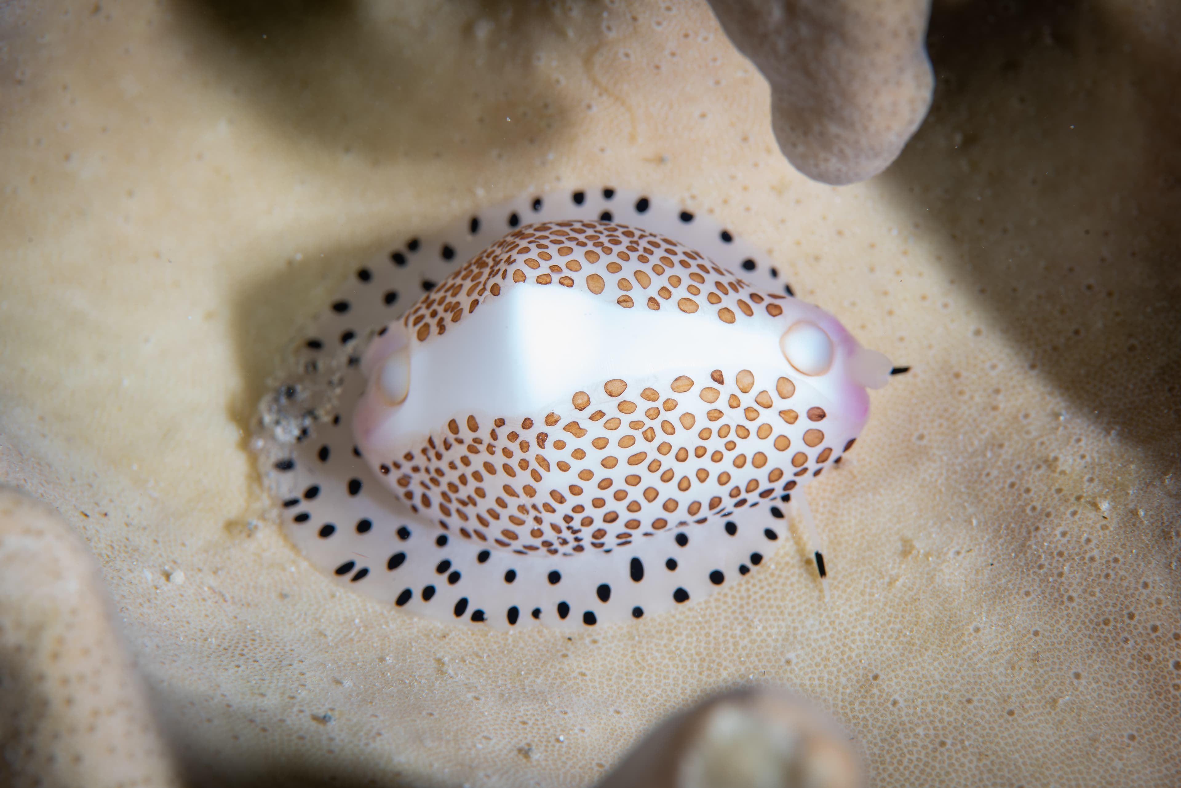 Warty Egg Cowrie (Calpurnus verrucosus)