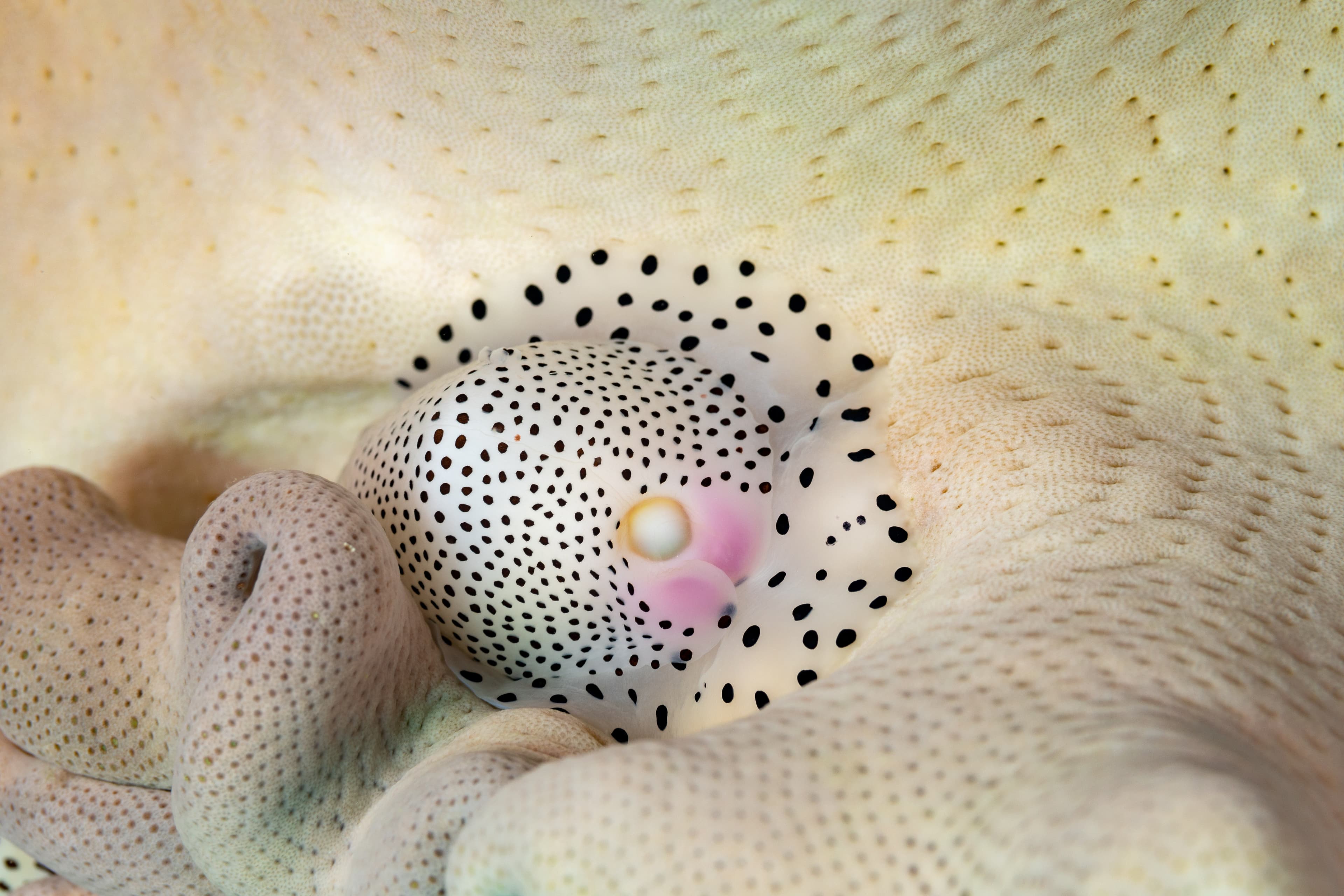 Umbilical Egg Shell or Warty/Little Egg Cowrie (Calpurnus verrucosus)