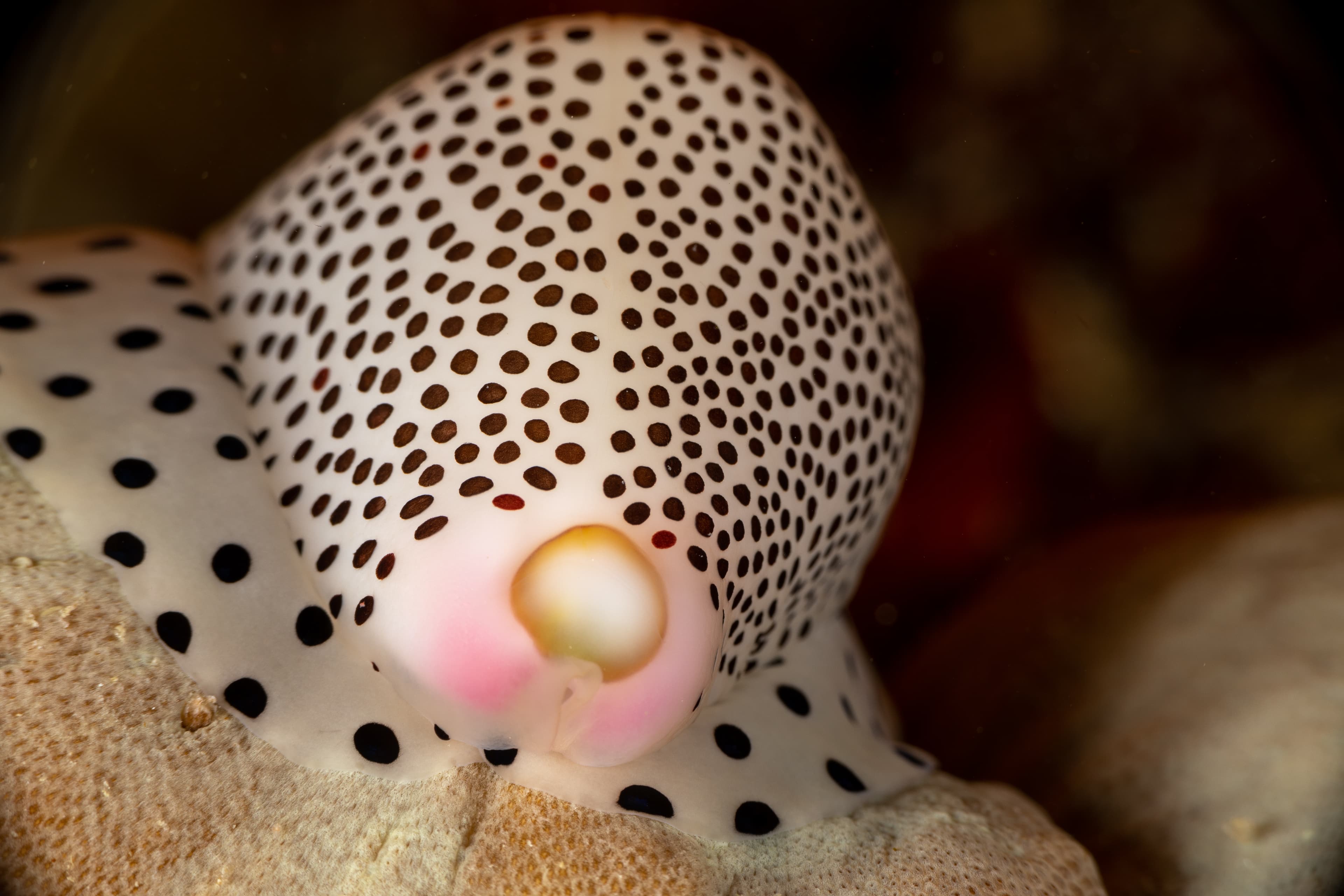 Umbilical Egg Shell or Warty/Little Egg Cowrie (Calpurnus verrucosus)