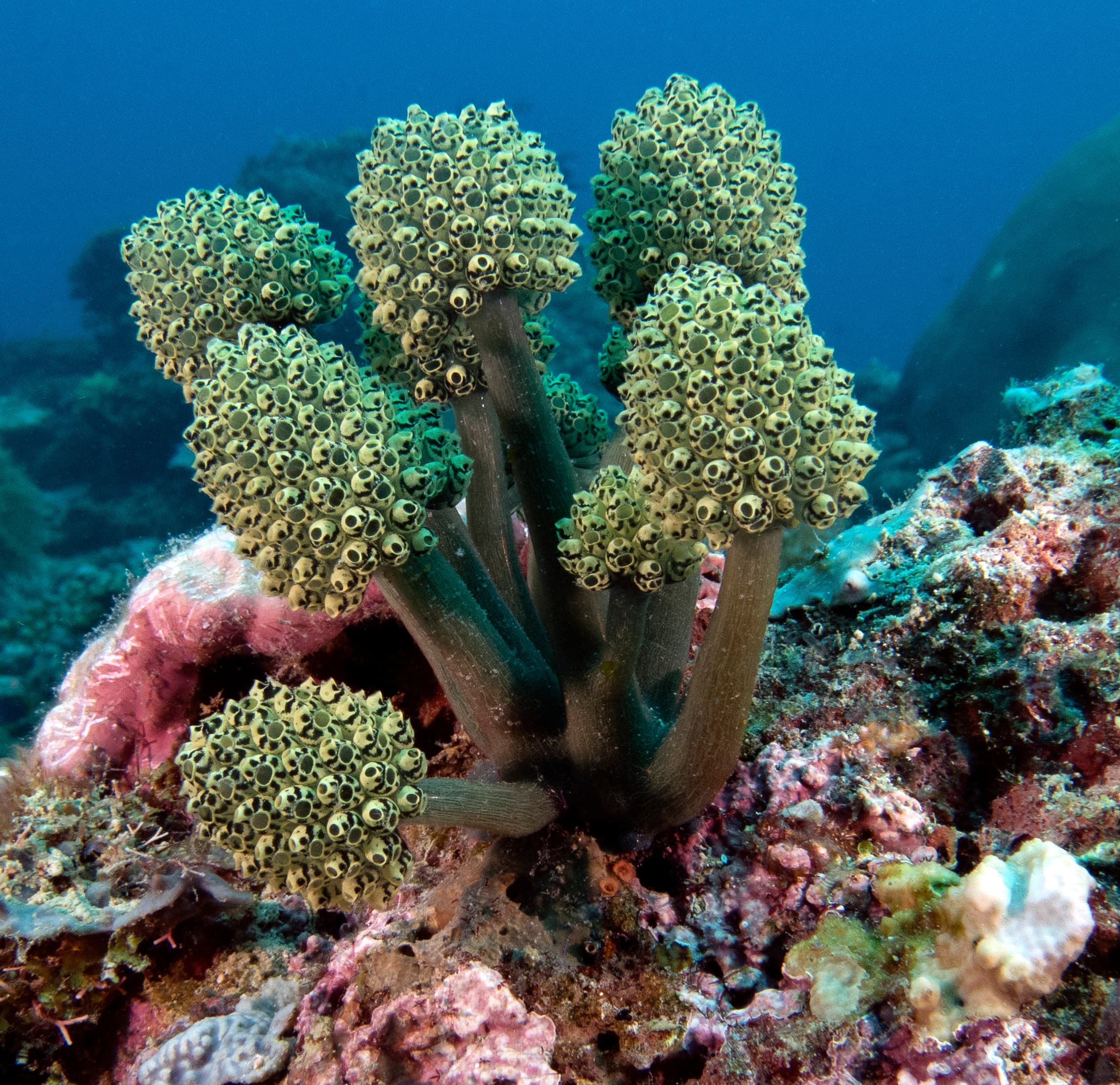 Lollipop Tunicates (Nephtheis fascicularis), Boracay Island, Philippines