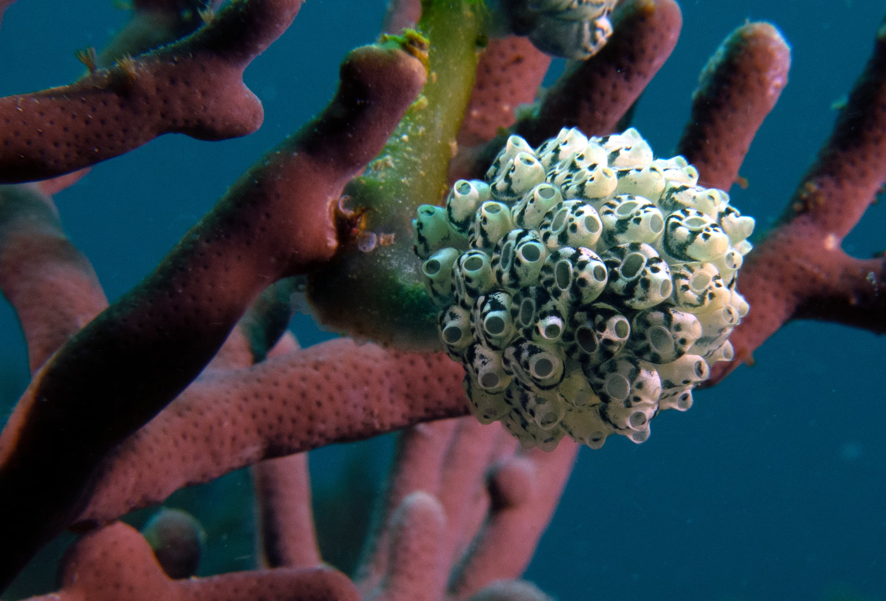 Lollipop Tunicates (Nephtheis fascicularis), Boracay Island, Philippines