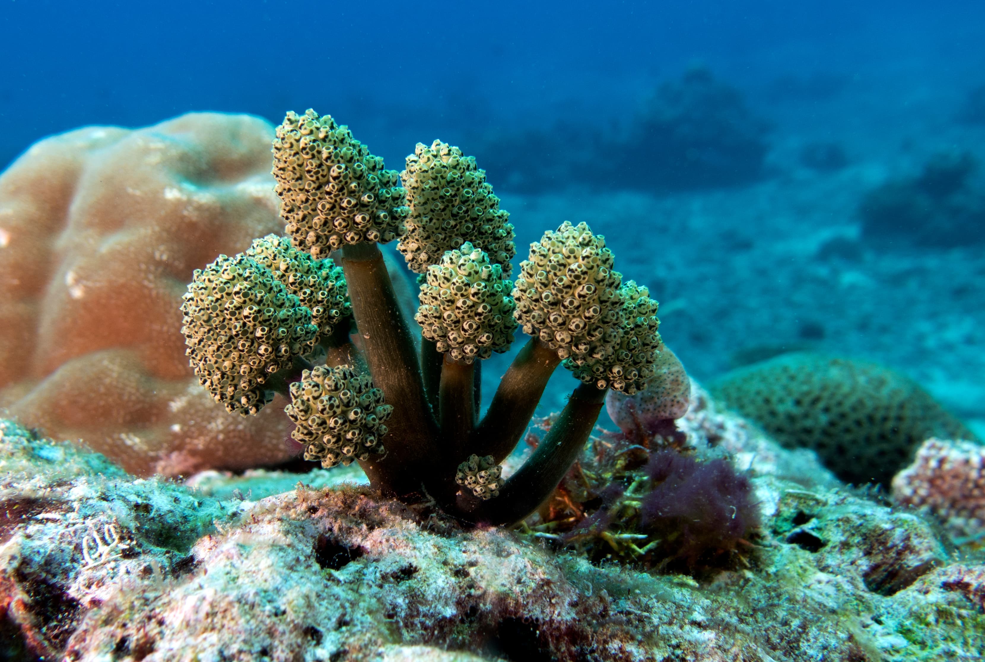 Lollipop Tunicates (Nephtheis fascicularis), Boracay Island, Philippines