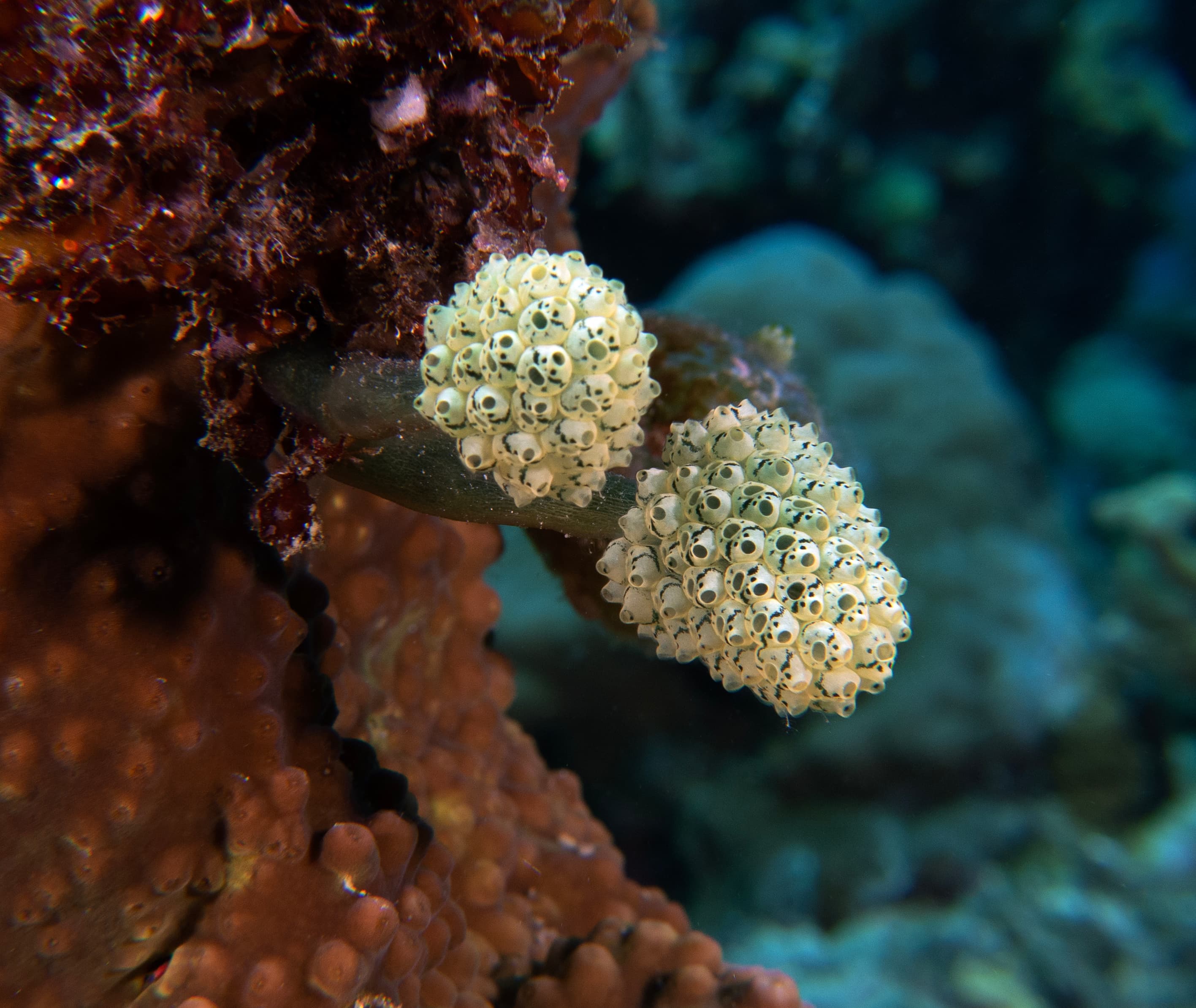 Lollipop Tunicates (Nephtheis fascicularis), Boracay Island, Philippines