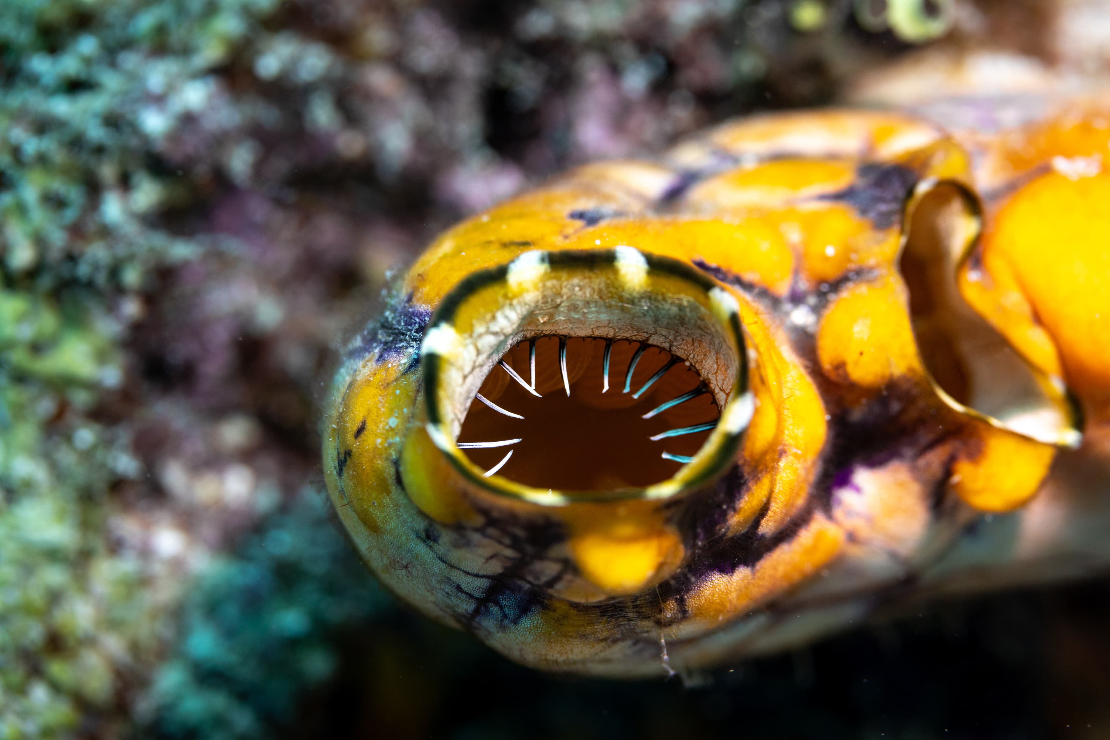 Gold-mouth Sea Squirt (Polycarpa aurata) filter teeth close up