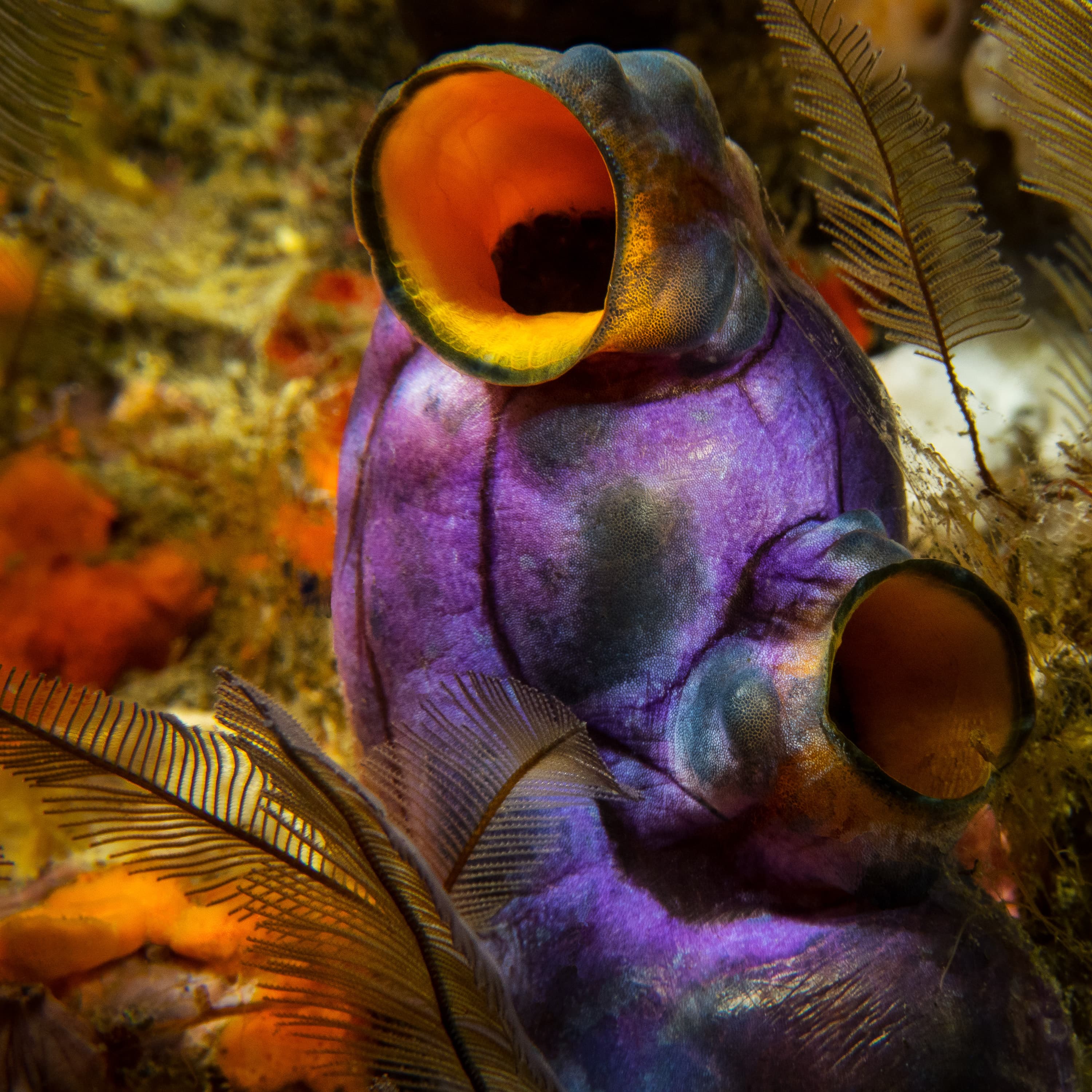 Gold-mouth Sea Squirt (Polycarpa aurata)