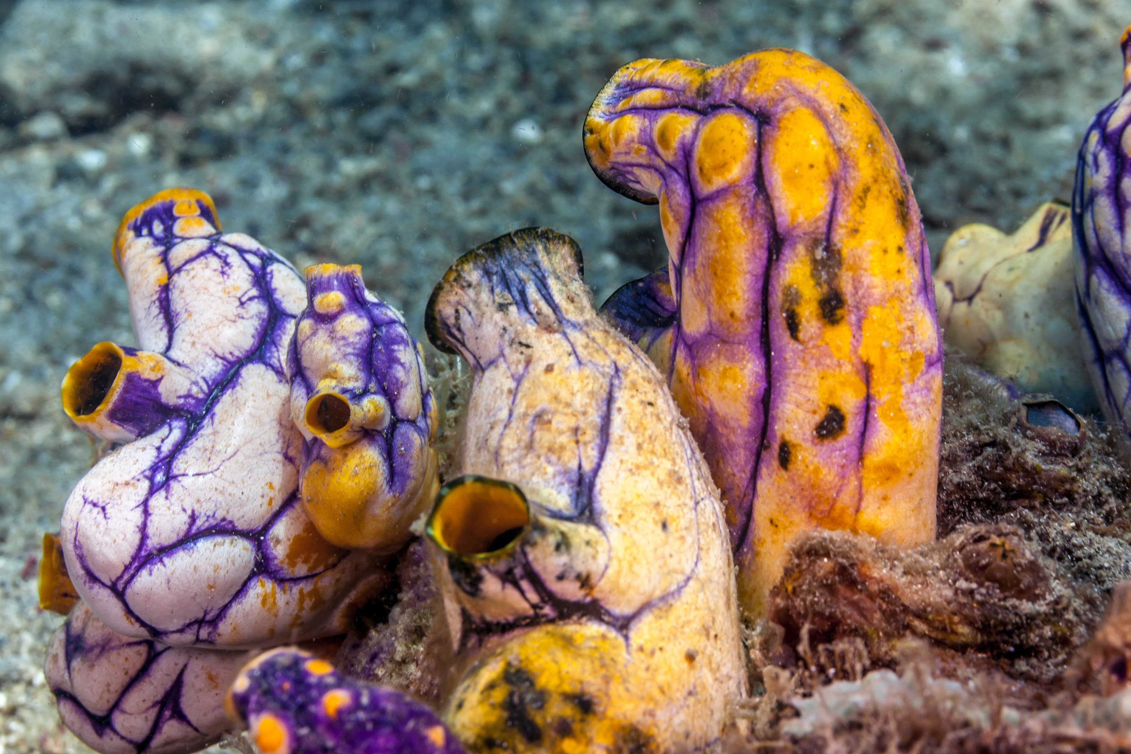 Gold-mouth Sea Squirt (Polycarpa aurata), also known as the Ox Heart Ascidian or the Ink-spot Sea Squirt