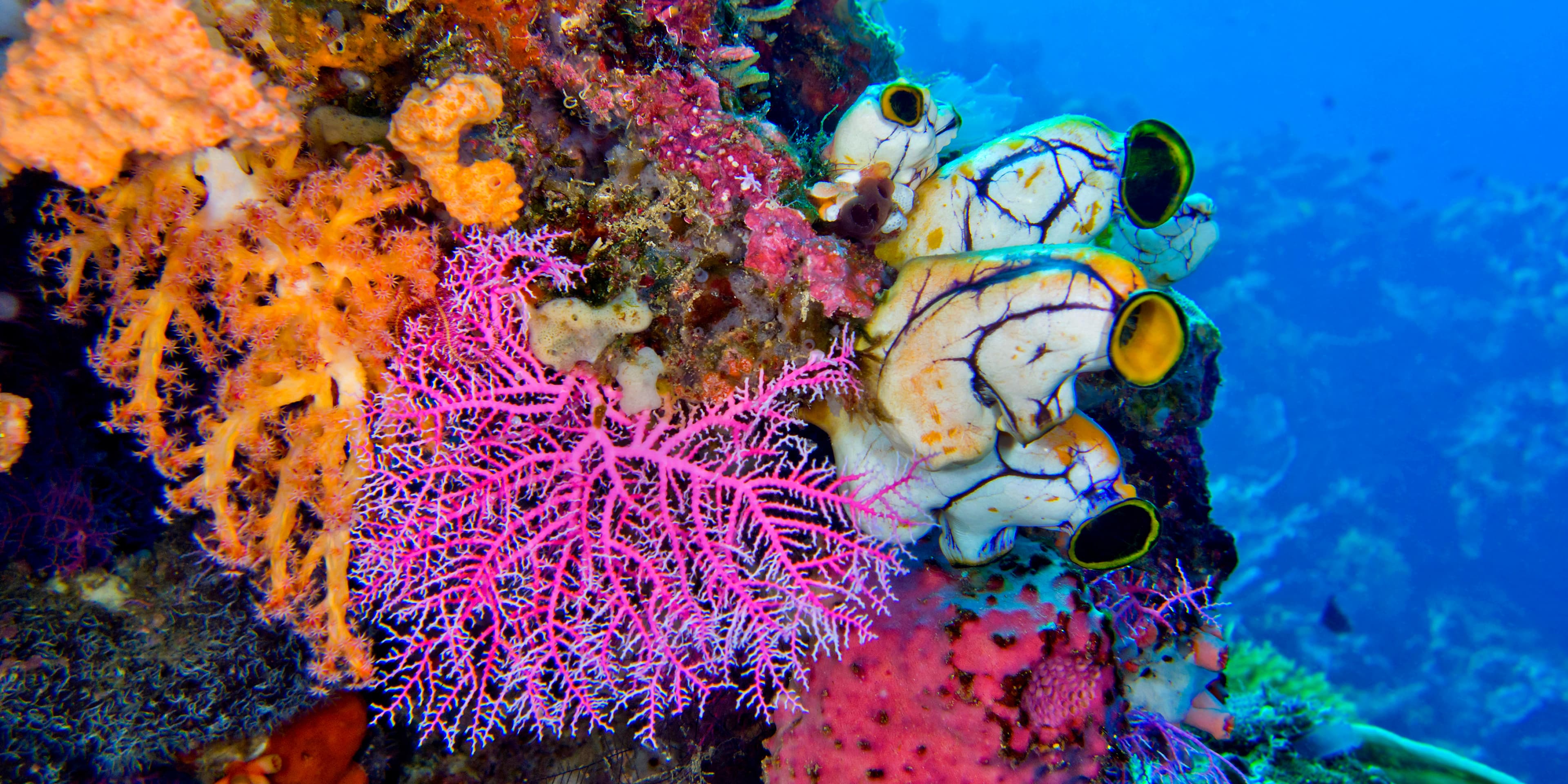 Gold-mouth Sea Squirt (Polycarpa aurata), Lembeh, North Sulawesi, Indonesia