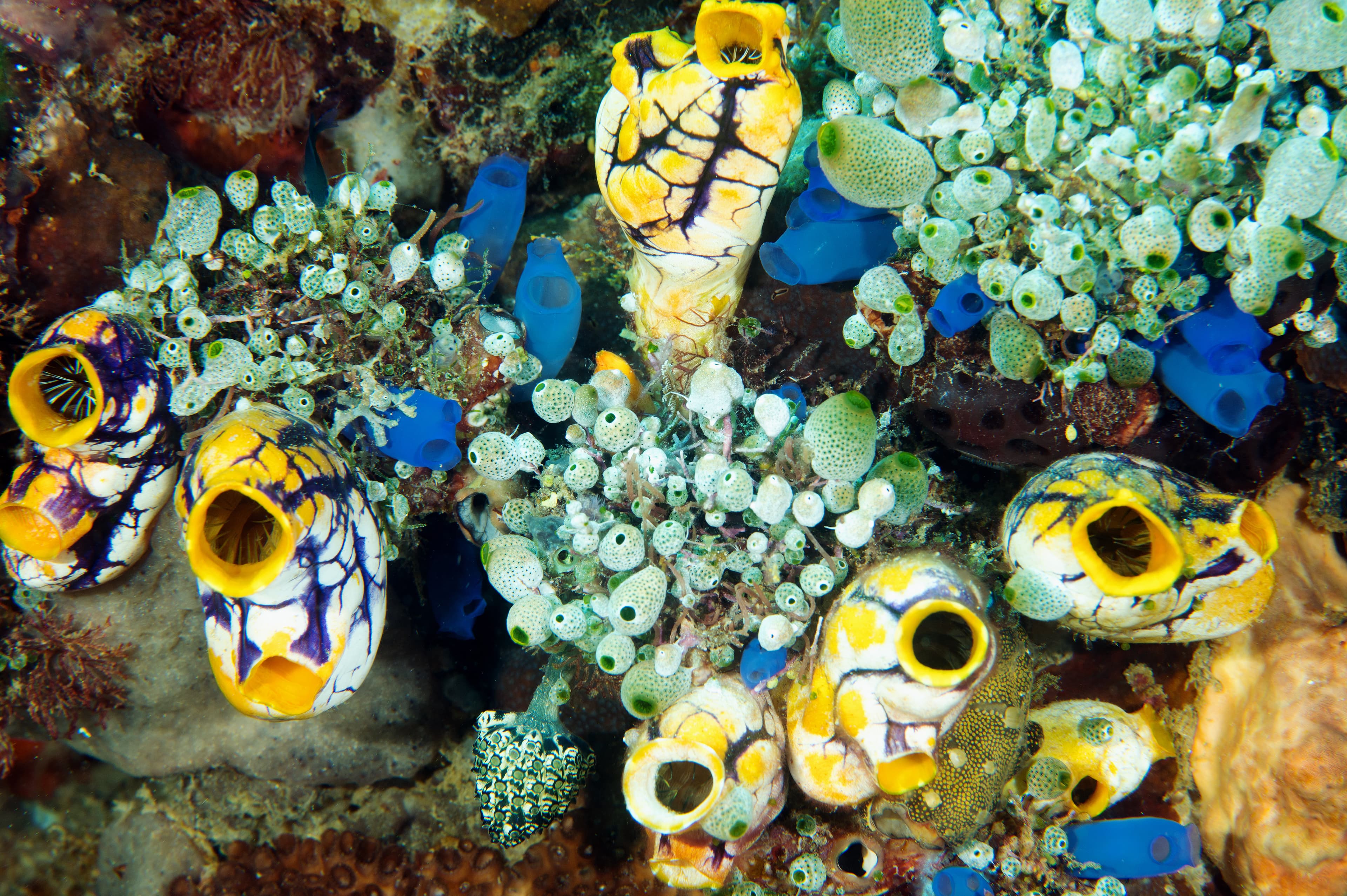 Gold-mouth Sea Squirt (Polycarpa aurata), Sulawesi Indonesia