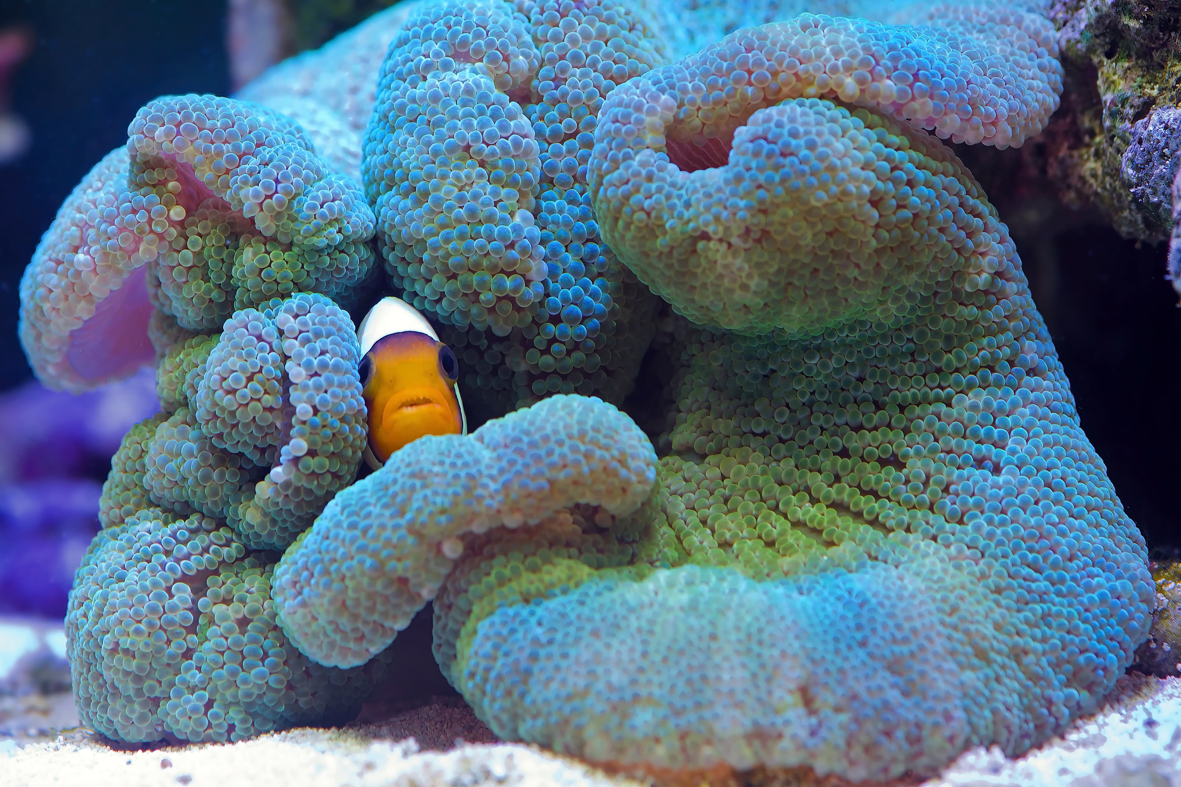 Clownfish seeking protection from a blue Haddon's Carpet Anemone (Stichodactyla haddoni)