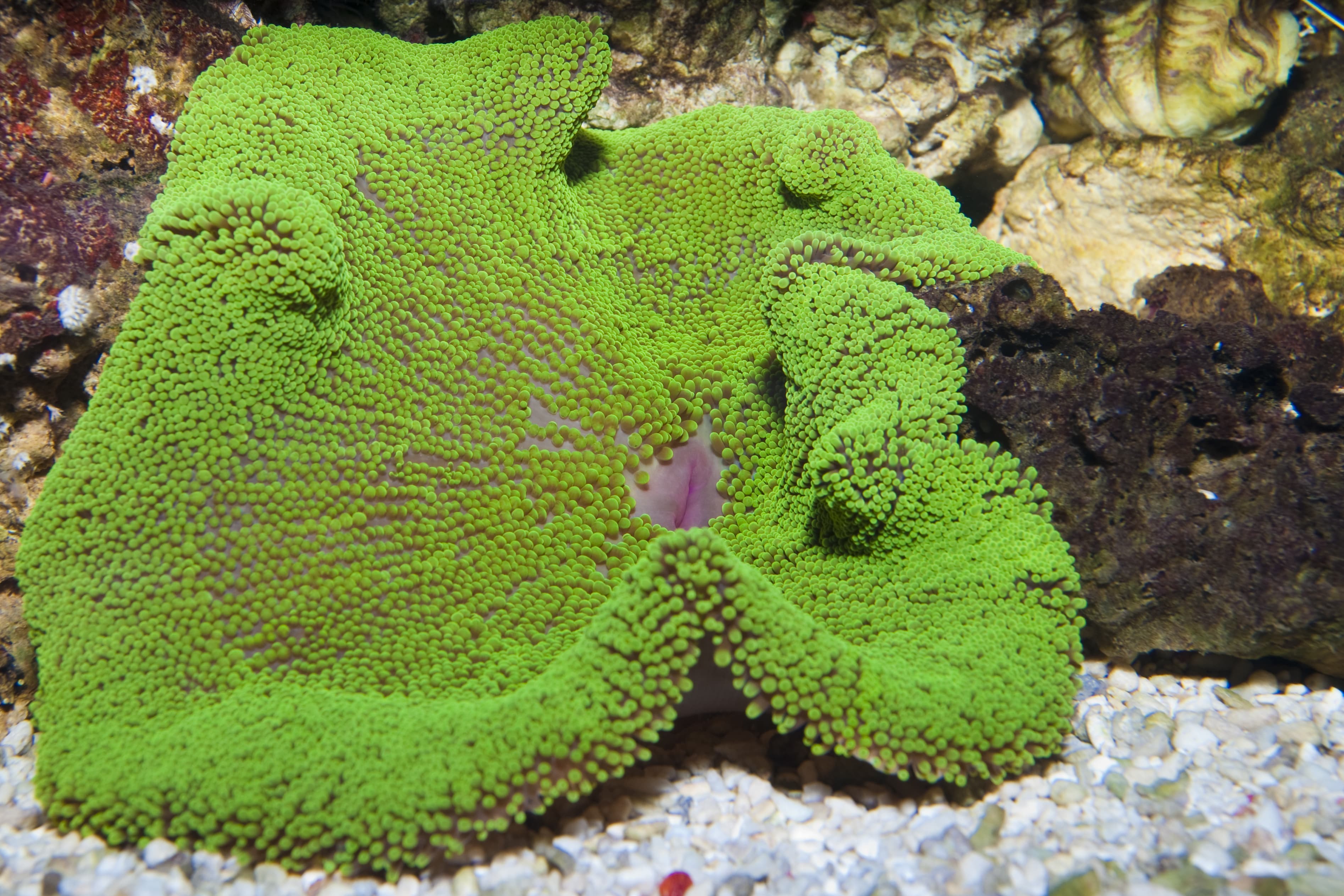 Green Haddon's Carpet Anemone (Stichodactyla haddoni)