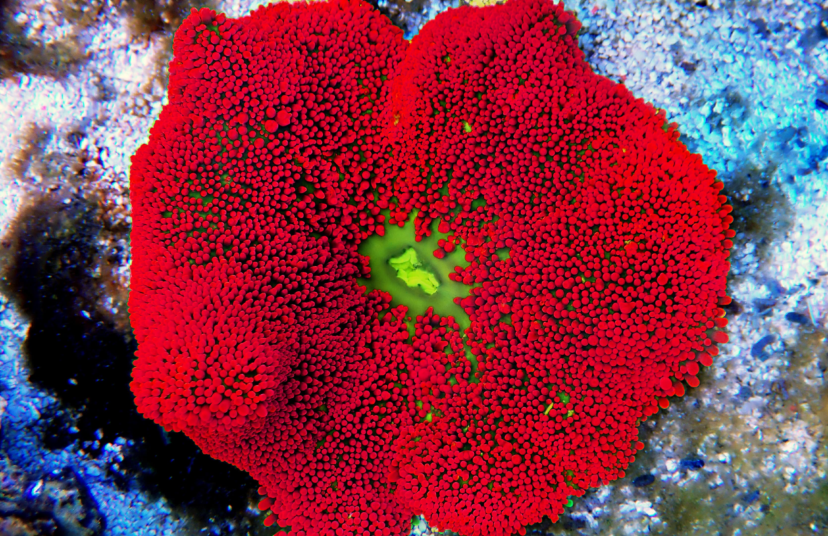 Red Haddon's Carpet Anemone (Stichodactyla haddoni)