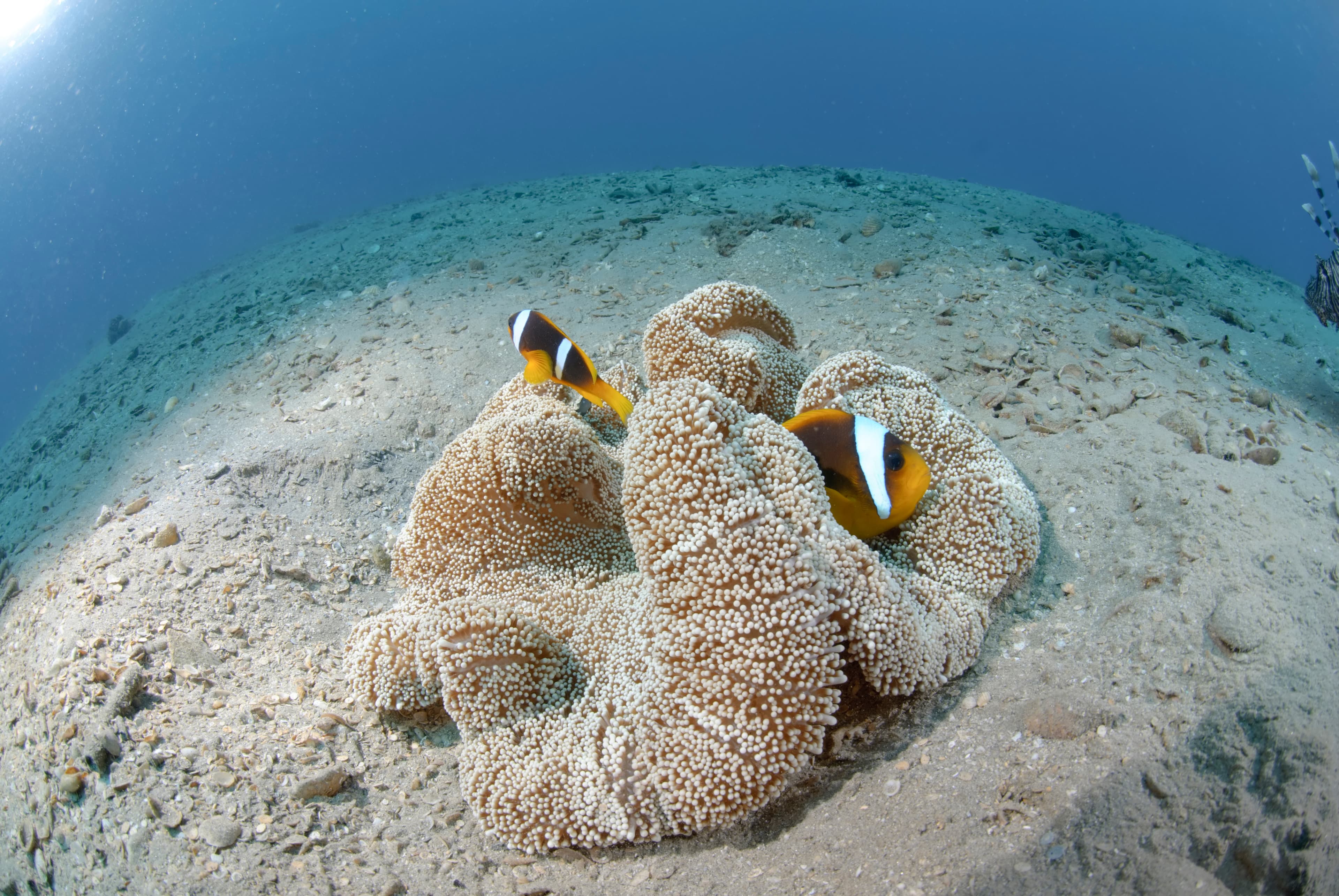 Haddon's Carpet Anemone (Stichodactyla haddoni), Red Sea