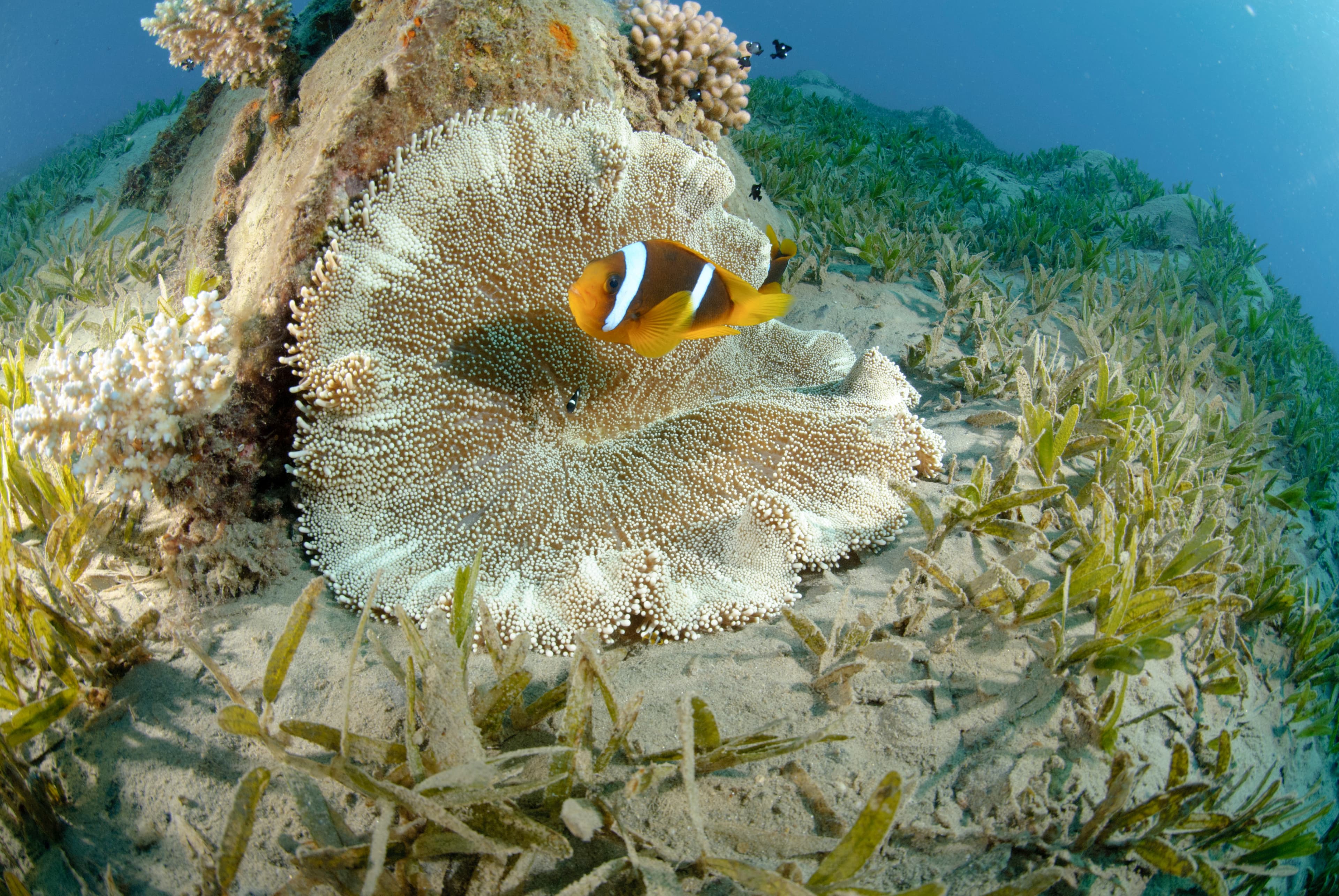 Haddon's Carpet Anemone (Stichodactyla haddoni), Red Sea