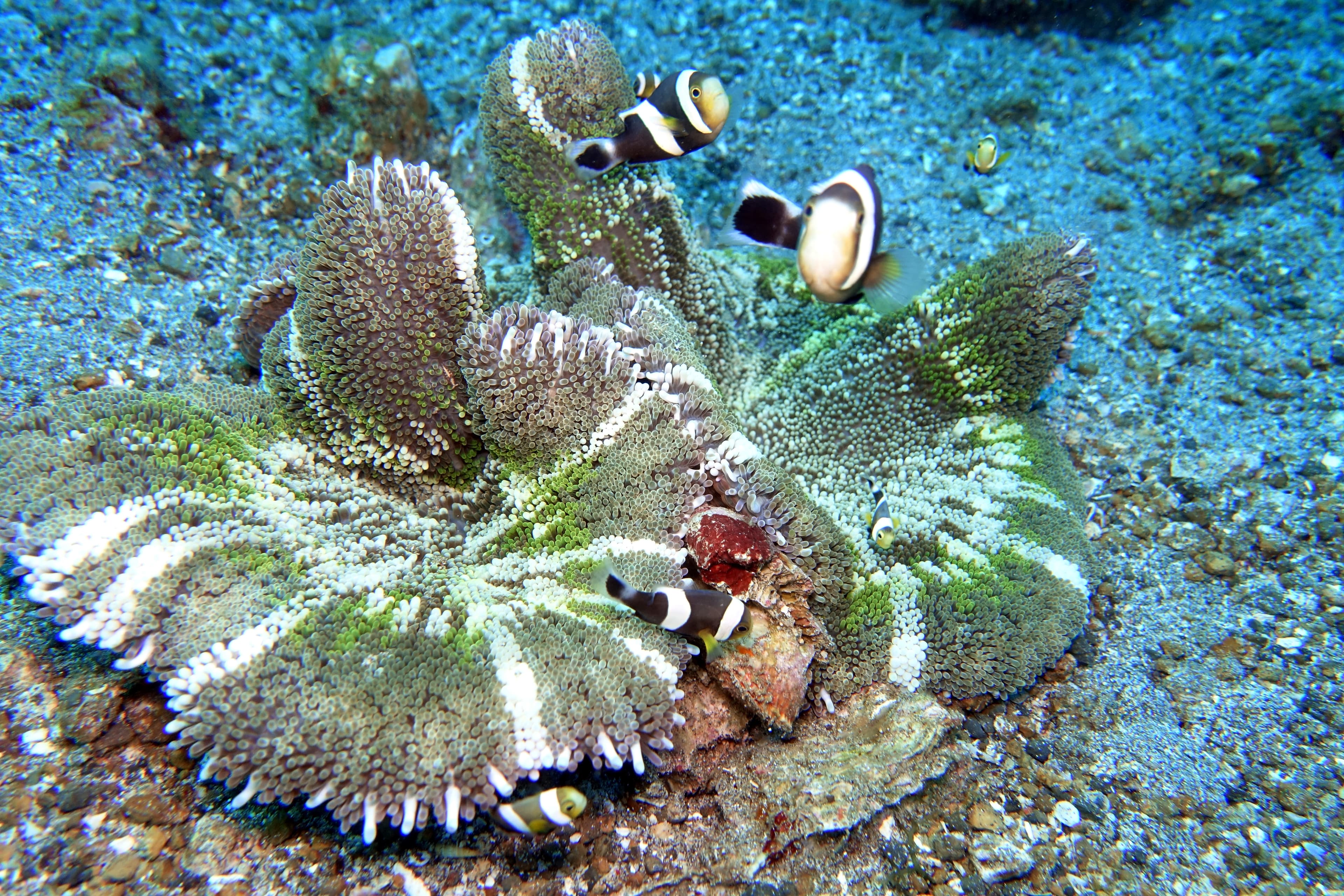 Clownfish in a Haddon's Carpet Anemone (Stichodactyla haddoni)