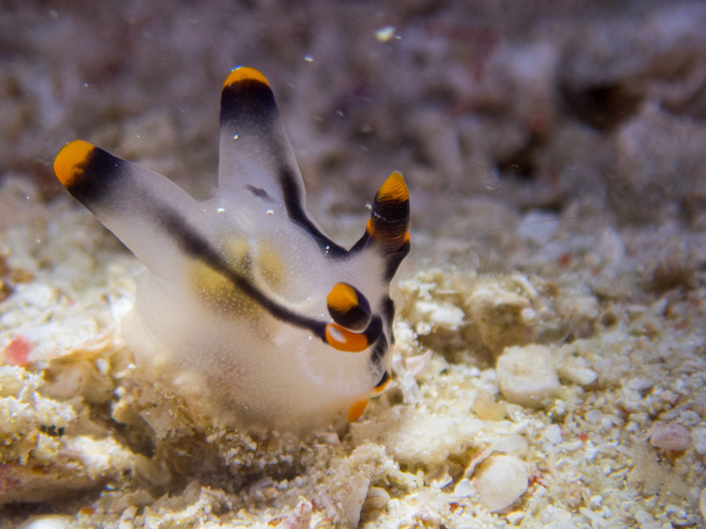 Painted Thecacera (Thecacera picta), Derawan Island, Indonesia