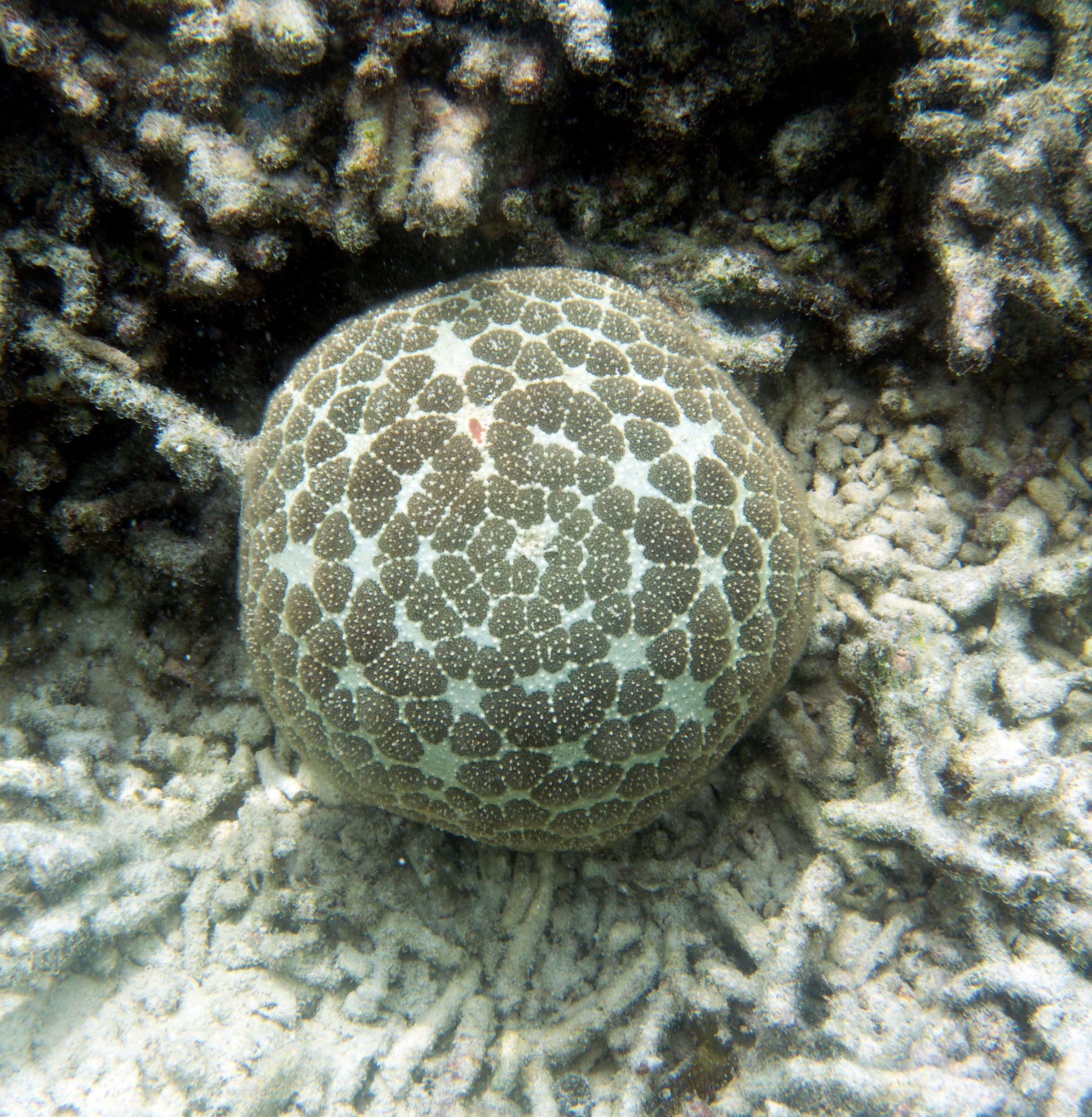 Pin Cushion Star (Culcita novaeguineae), Sea of Togian Islands