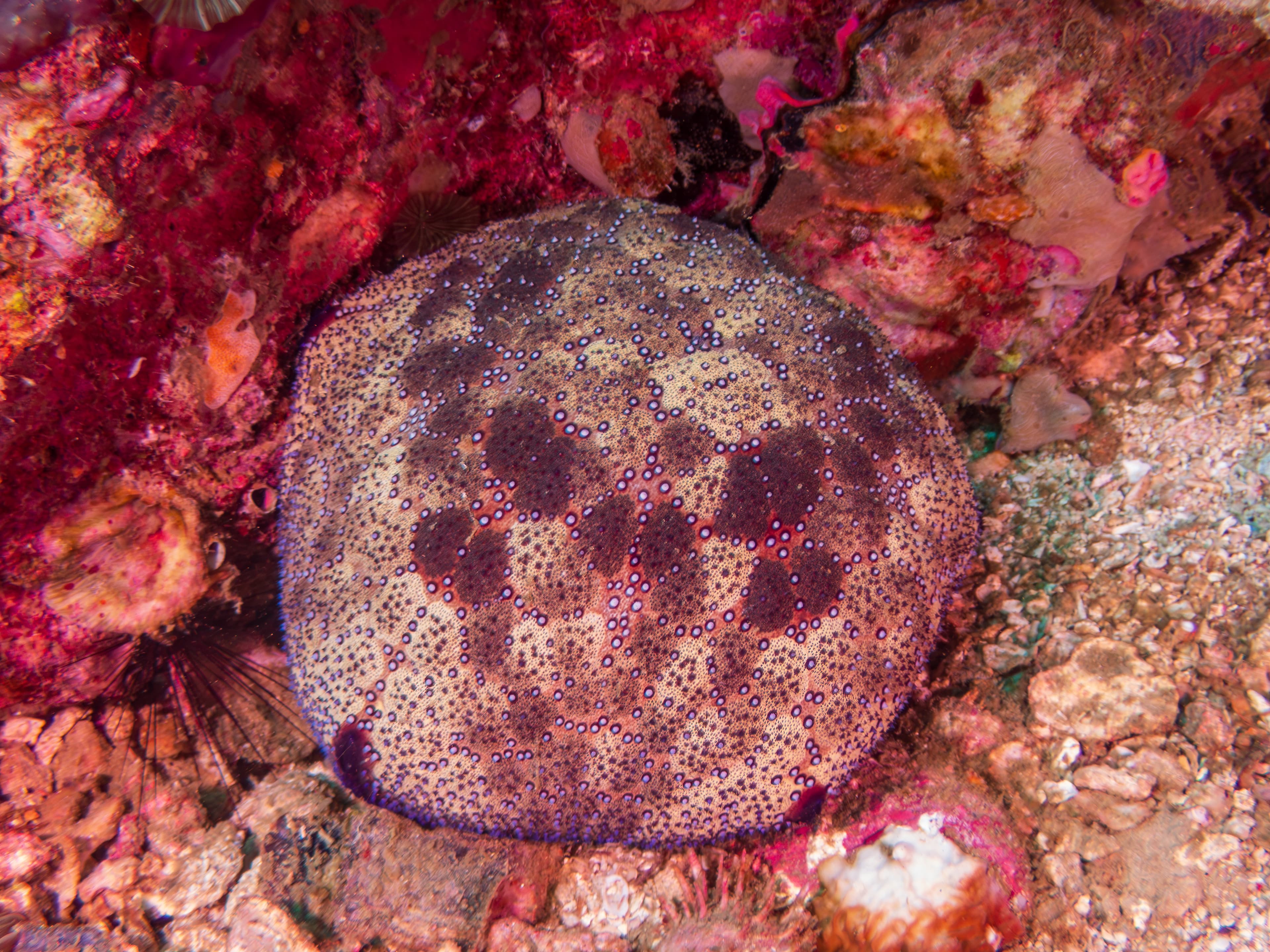 Pin Cushion Star (Culcita novaeguineae) near Malapascua, Philippines