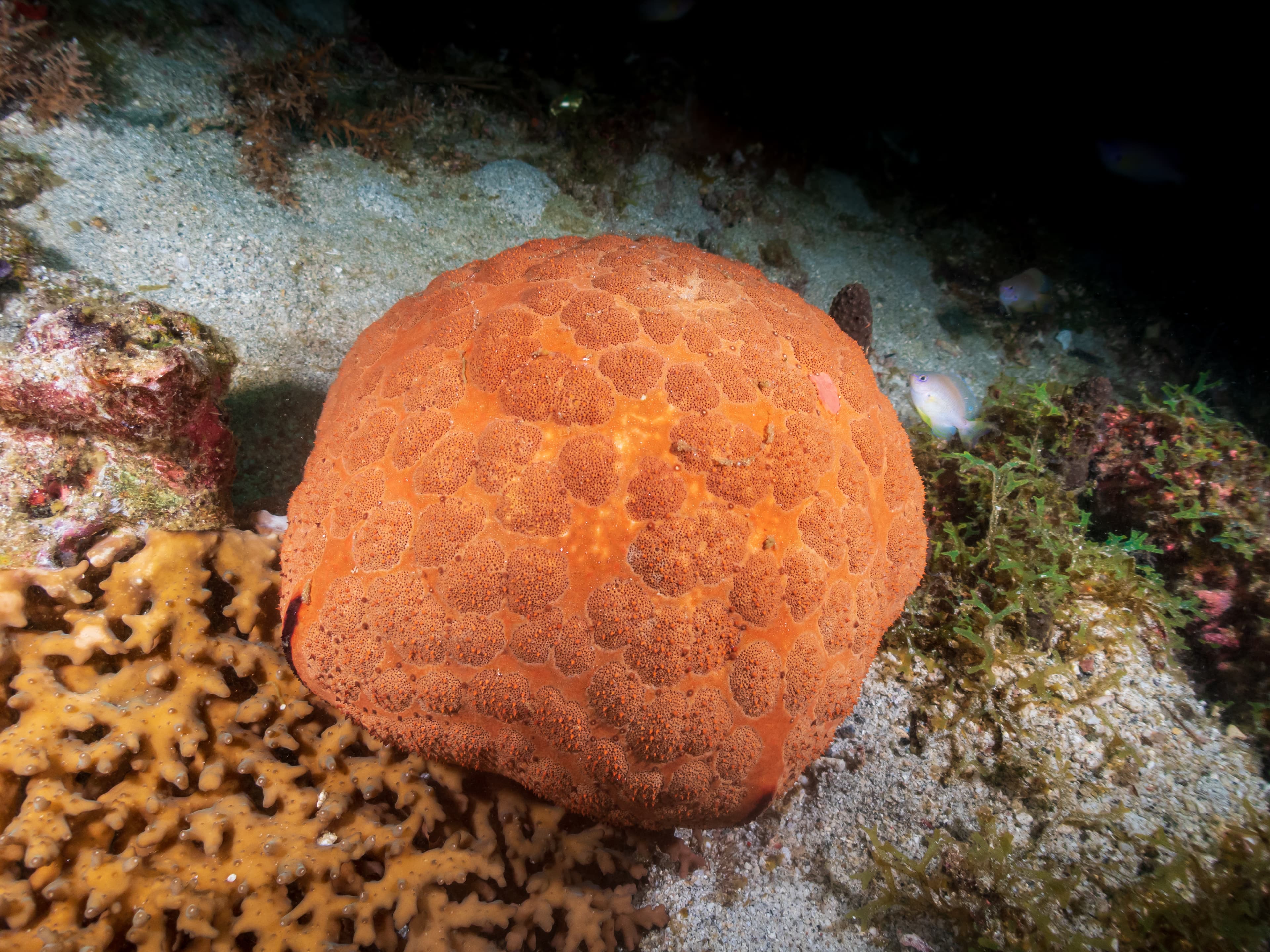 Pin Cushion Star (Culcita novaeguineae), Sogod Bay near Padre Burgos, Southern Leyte, Philippines