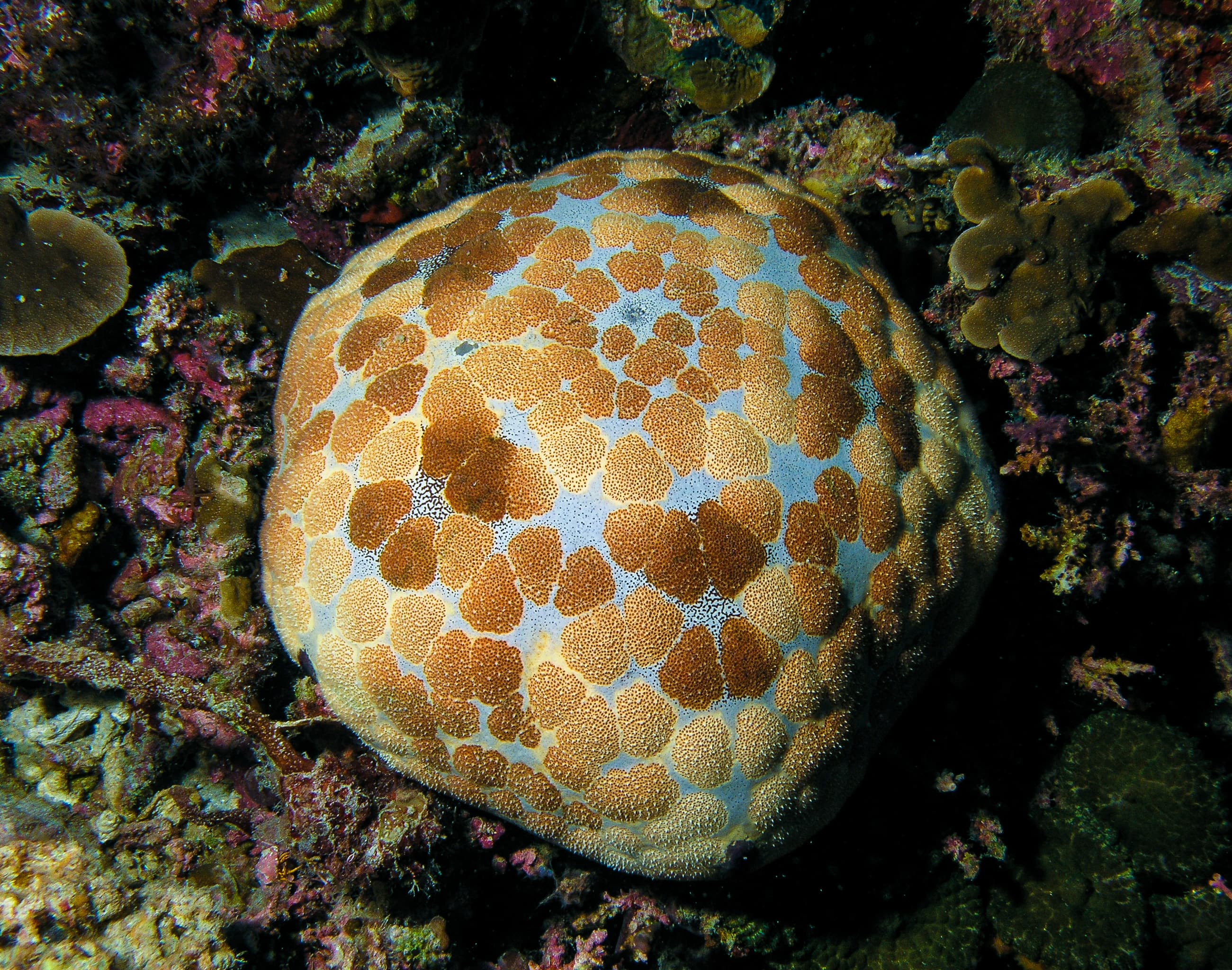 Pin Cushion Star (Culcita novaeguineae)