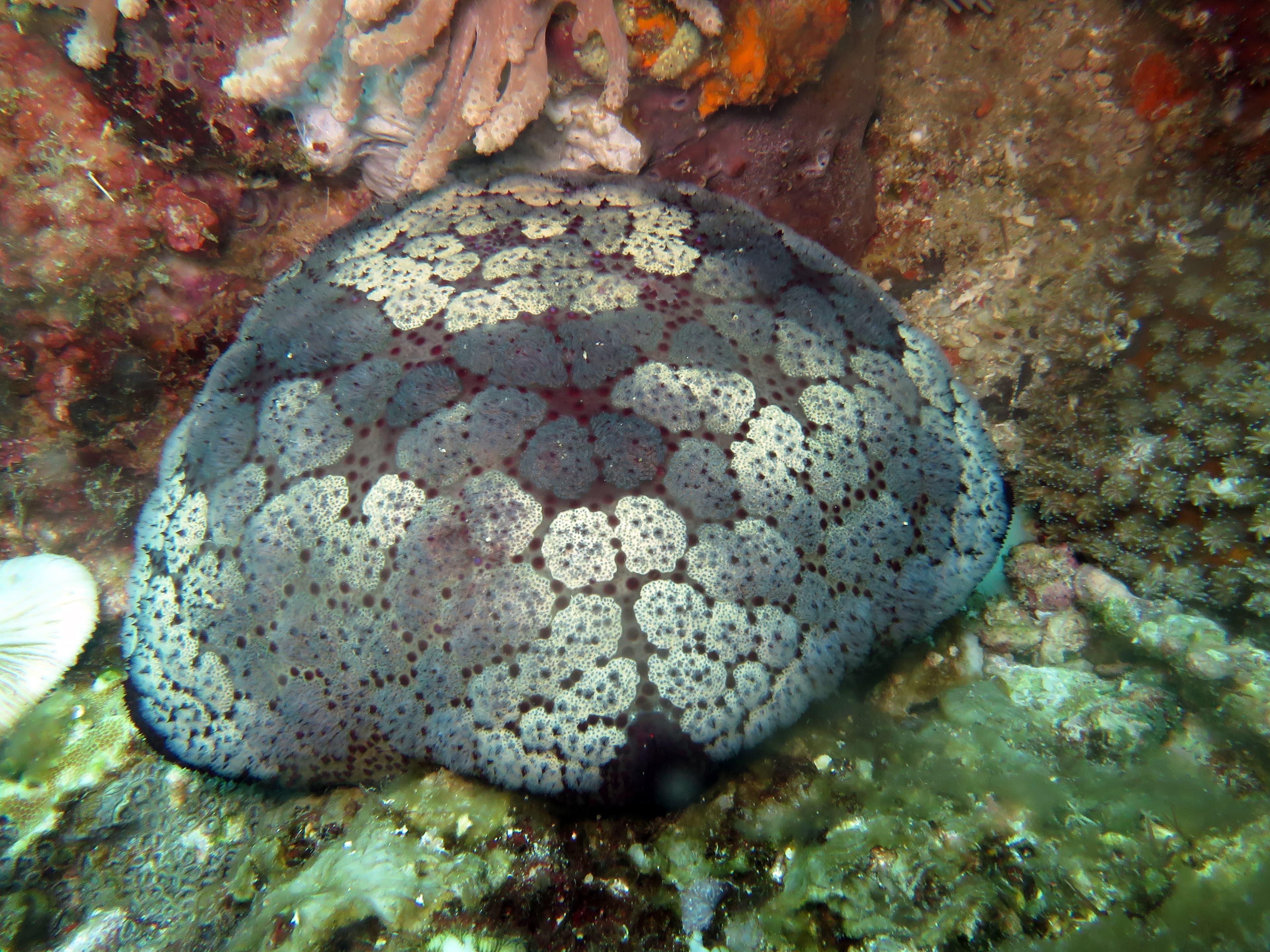 Pin Cushion Star (Culcita novaeguineae)