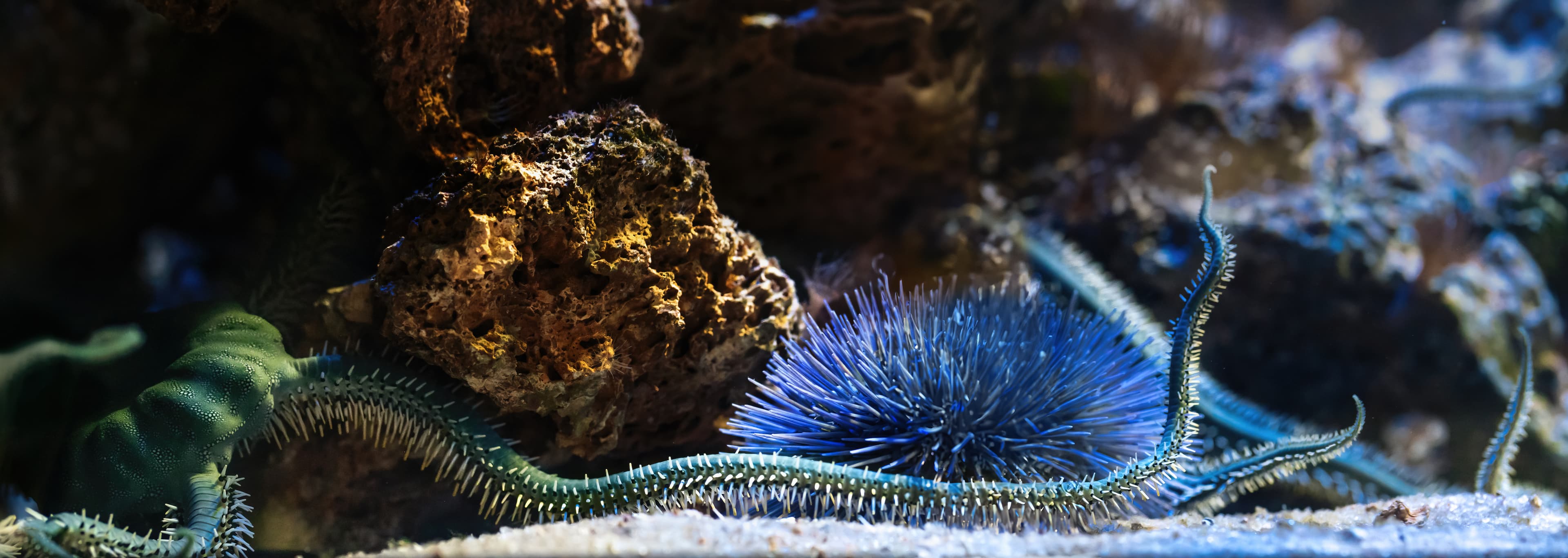 Green Brittle Star (Ophiarachna incrassata)