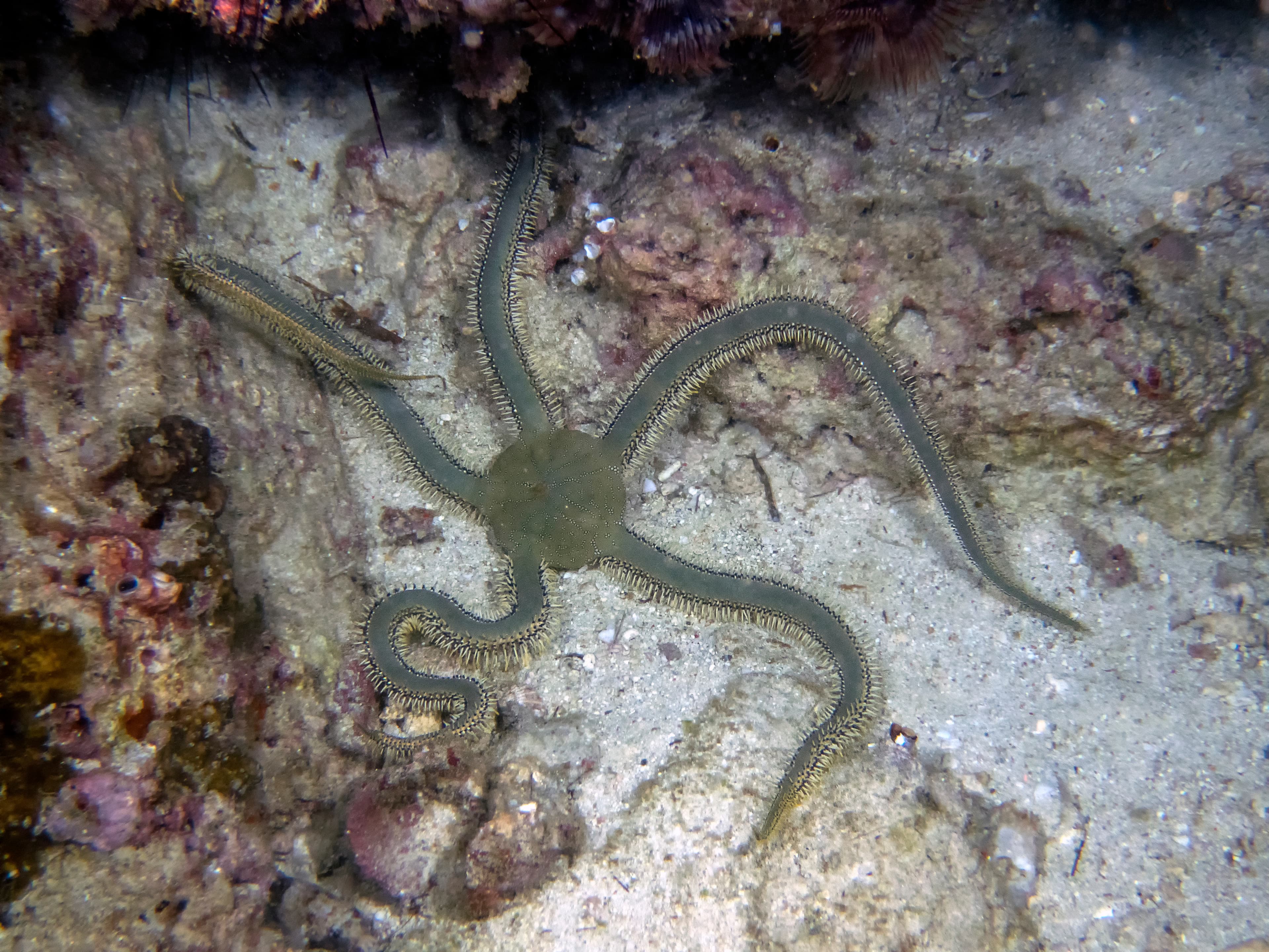 Green Brittle Star (Ophiarachna incrassata)