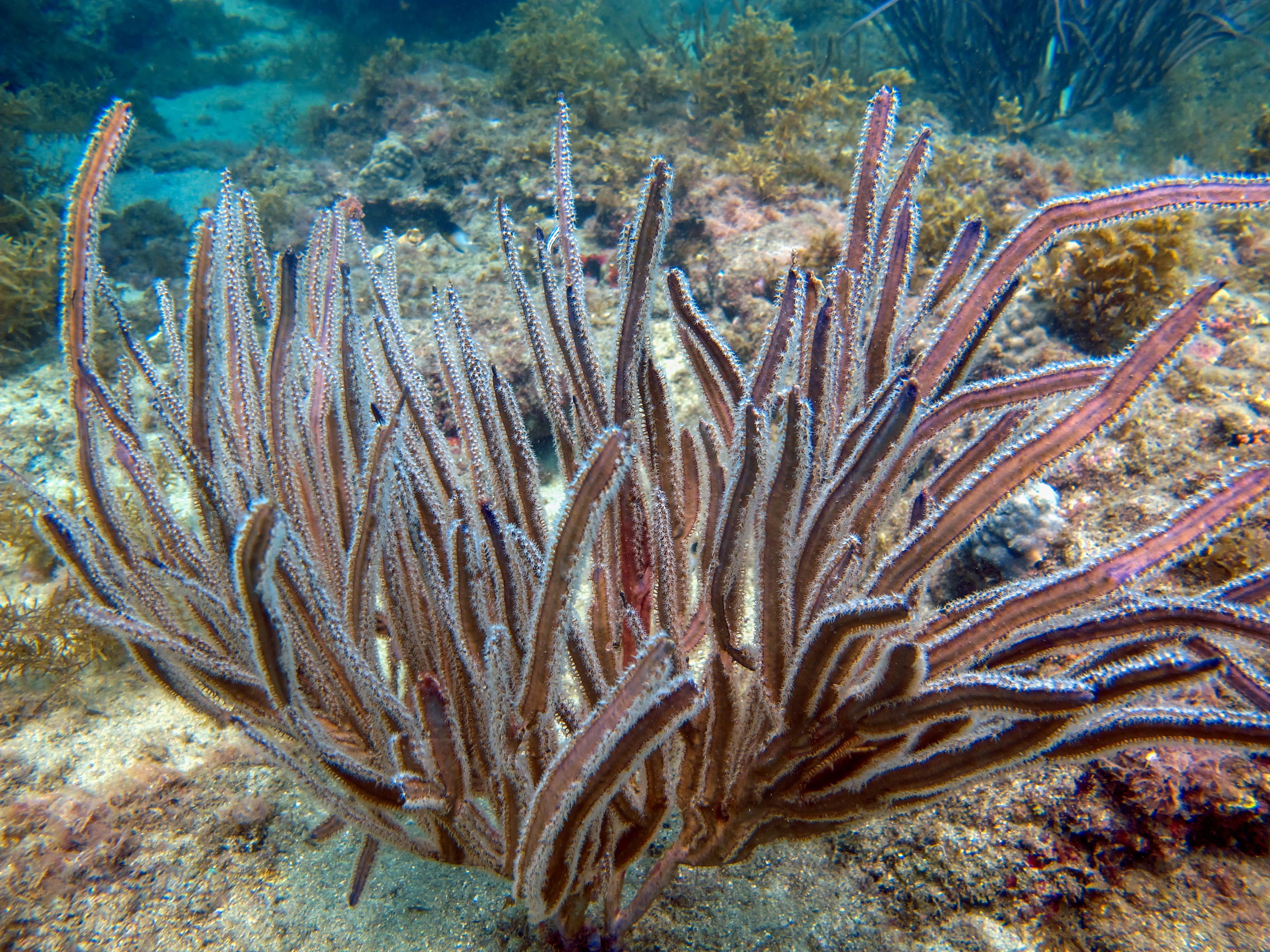 Angular Sea Whip (Pterogorgia anceps), Rosario Islands National Natural Park